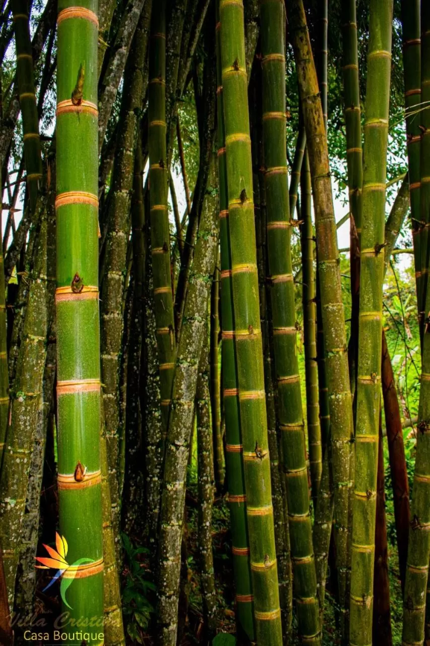 Natural landscape in Villa Cristina - Casa Boutique