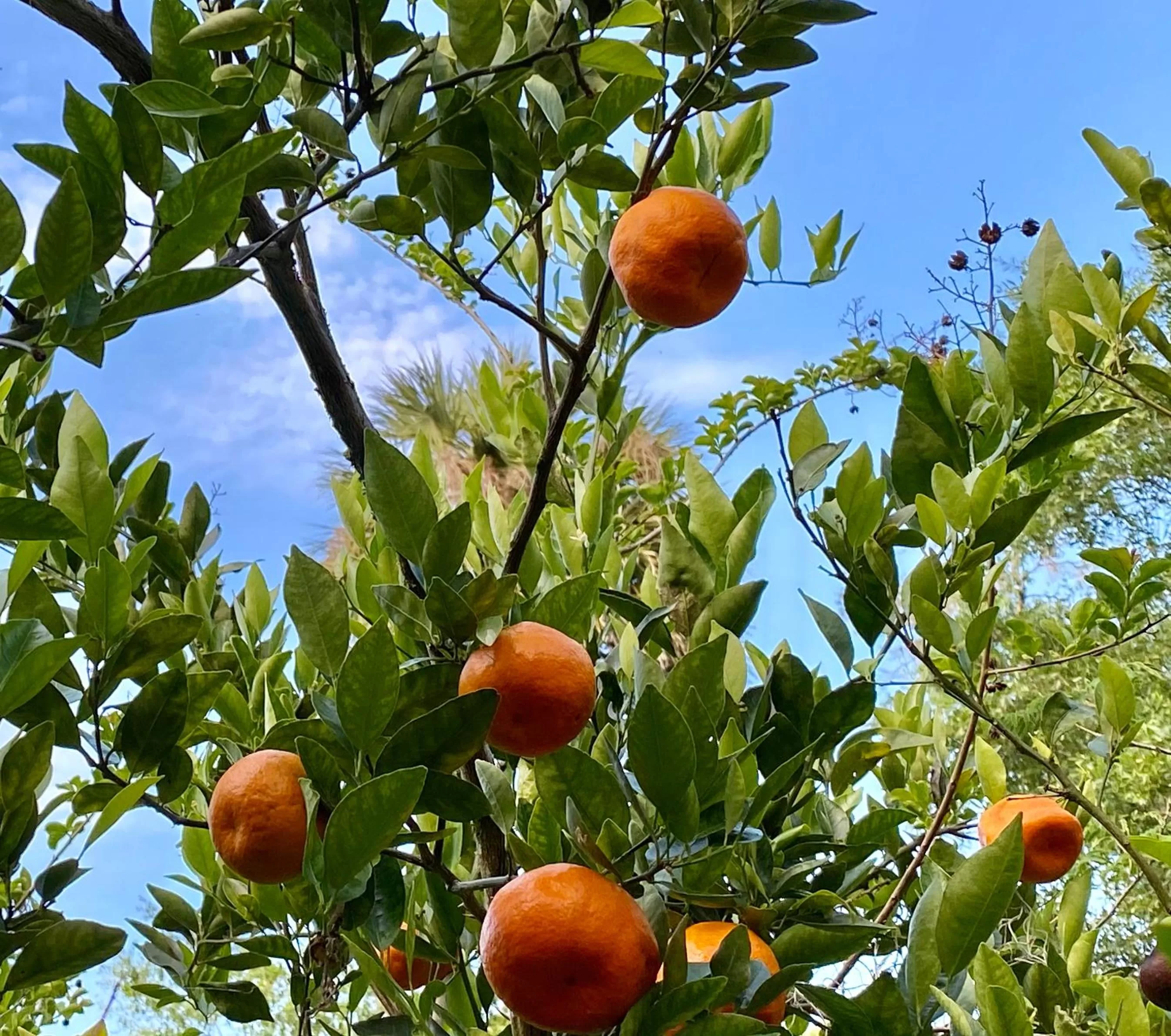 Natural landscape in The Ann Stevens House