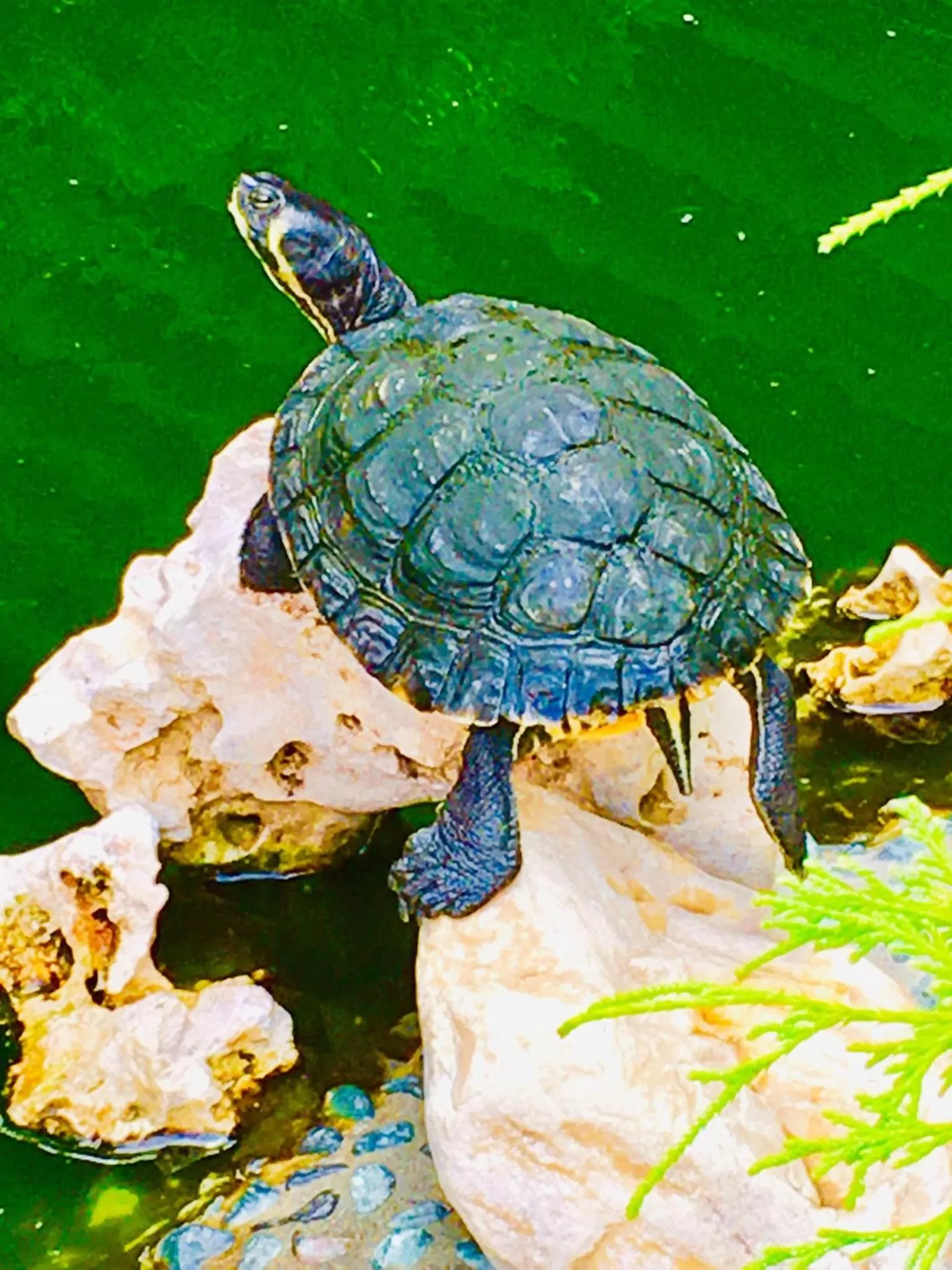 Day in B&B Desenzano Paradise