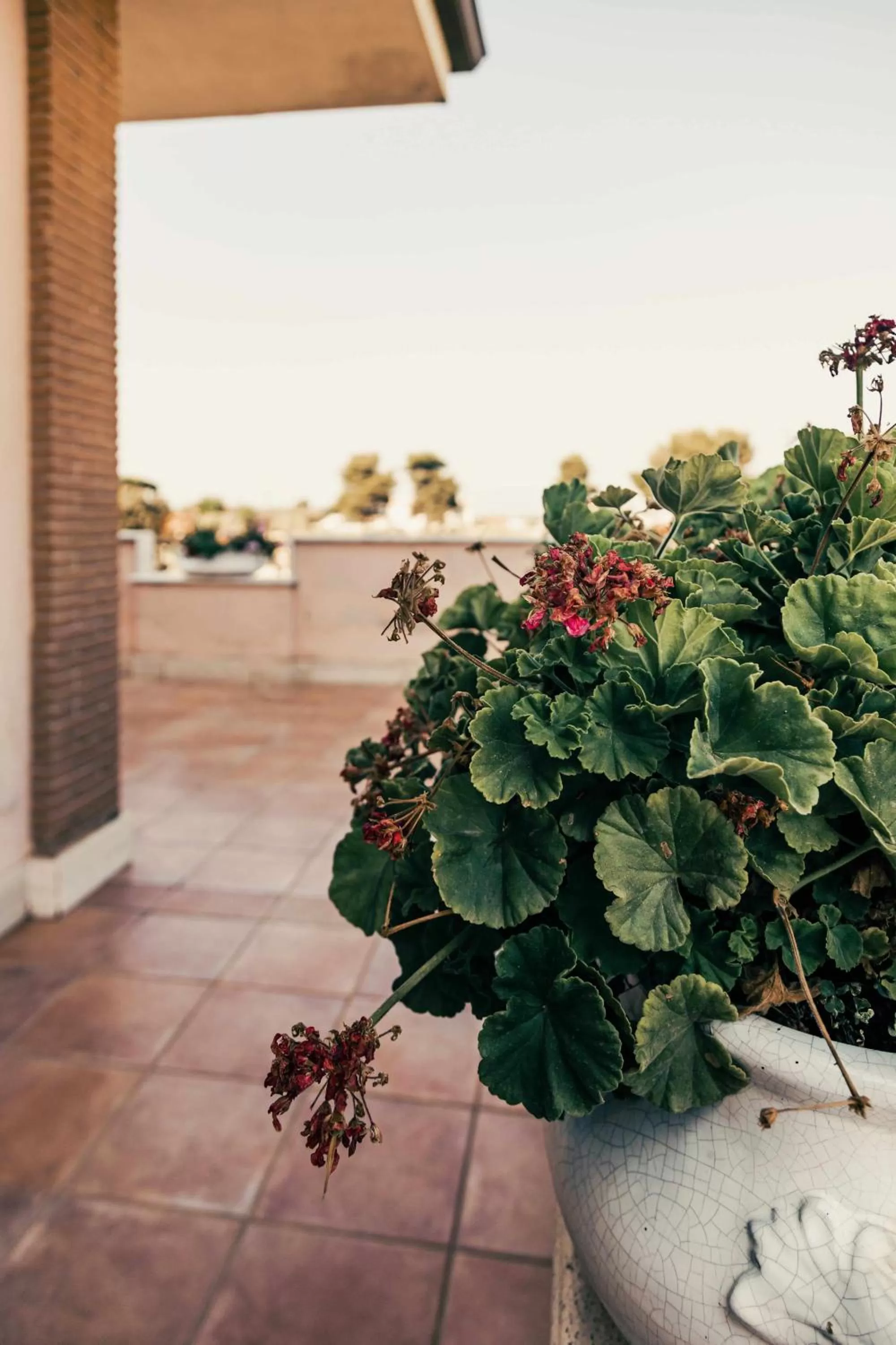 Balcony/Terrace in Bed and Breakfast Villa Romano