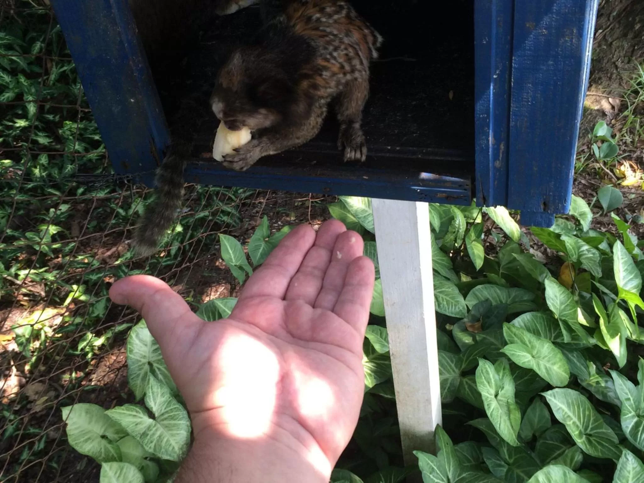 Animals, Other Animals in Pousada Dunasol Floripa