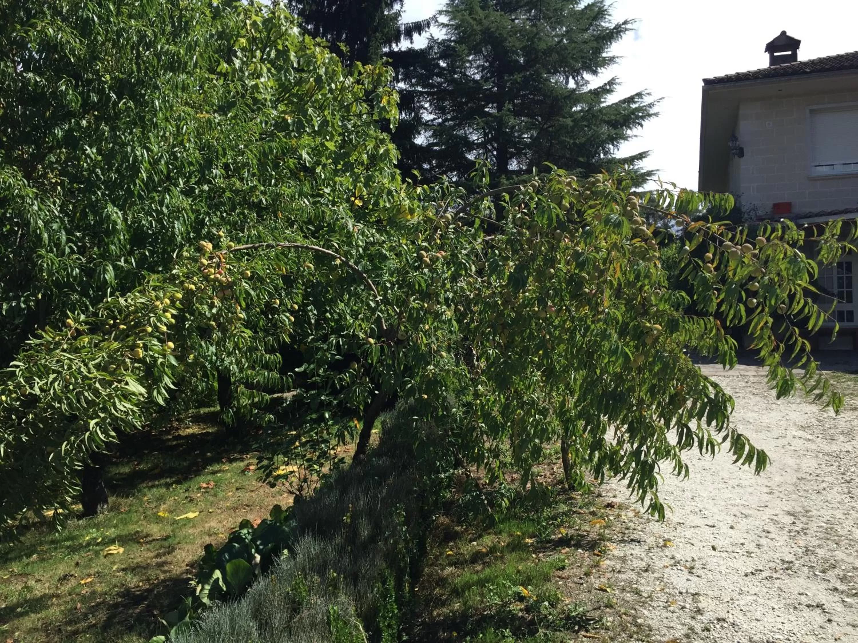 Garden in Agro da Gandarela