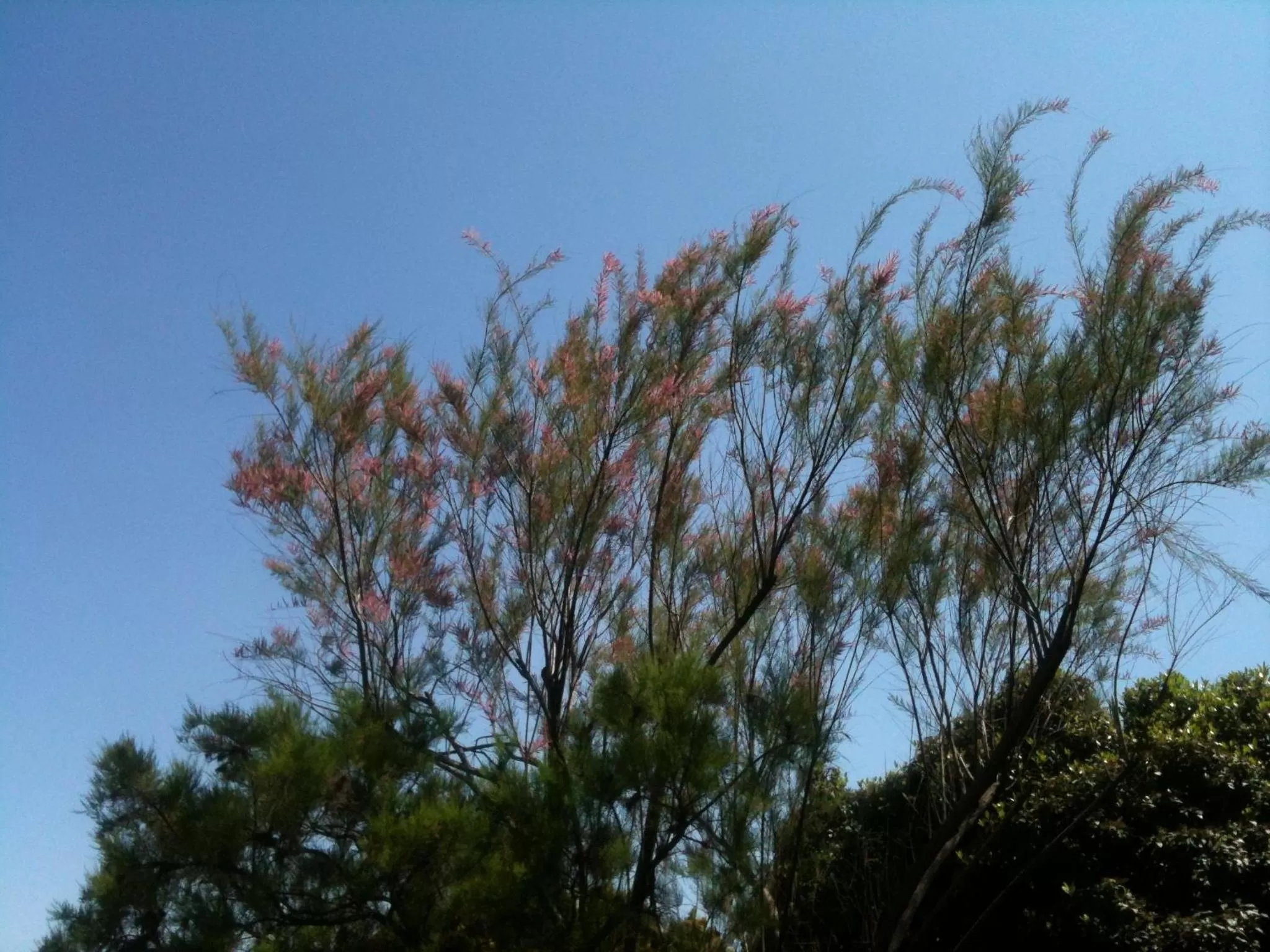 Other in Le Sirene Bed and Breakfast