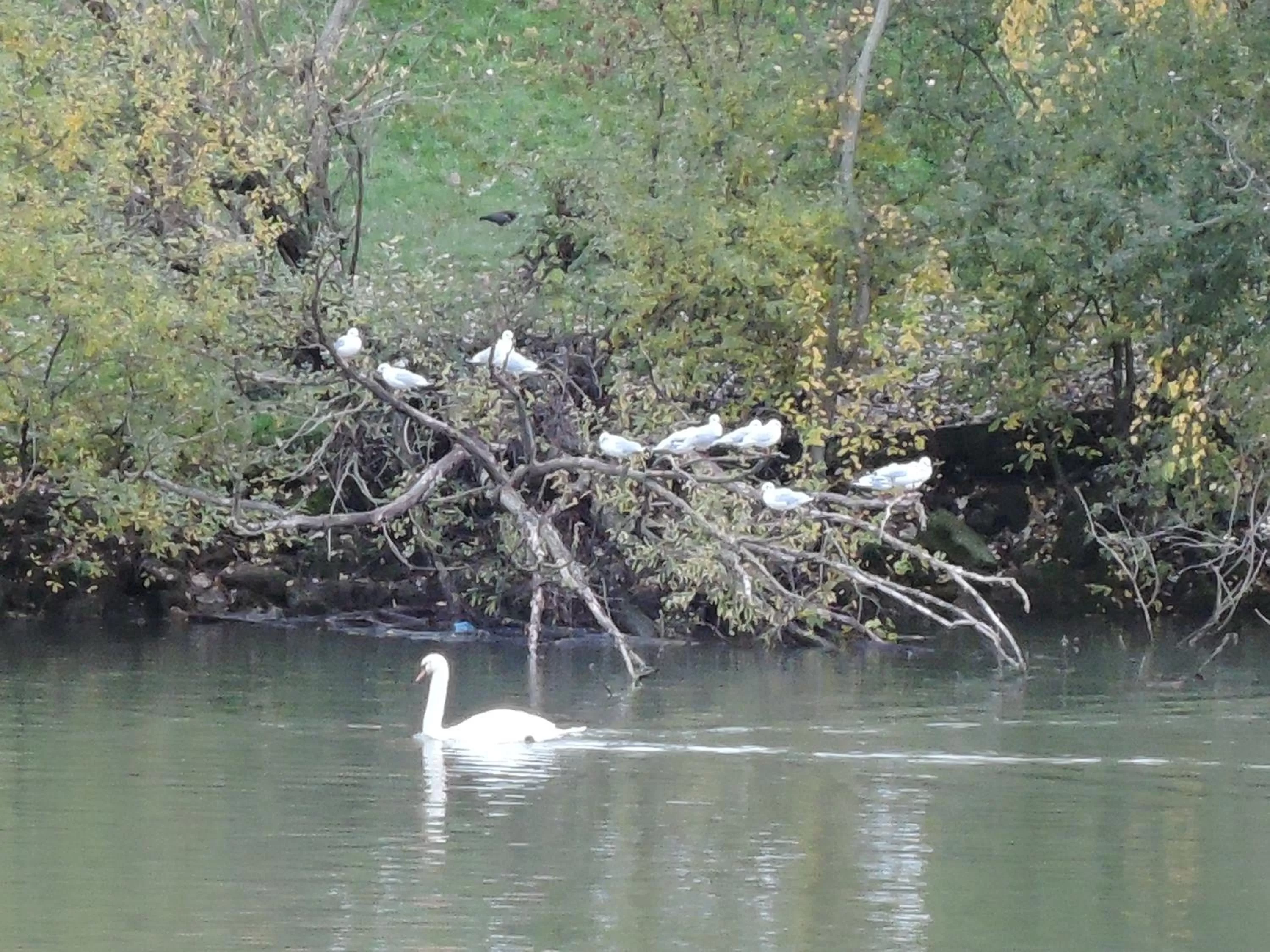 LES PINGOUINS DE LA MARNE