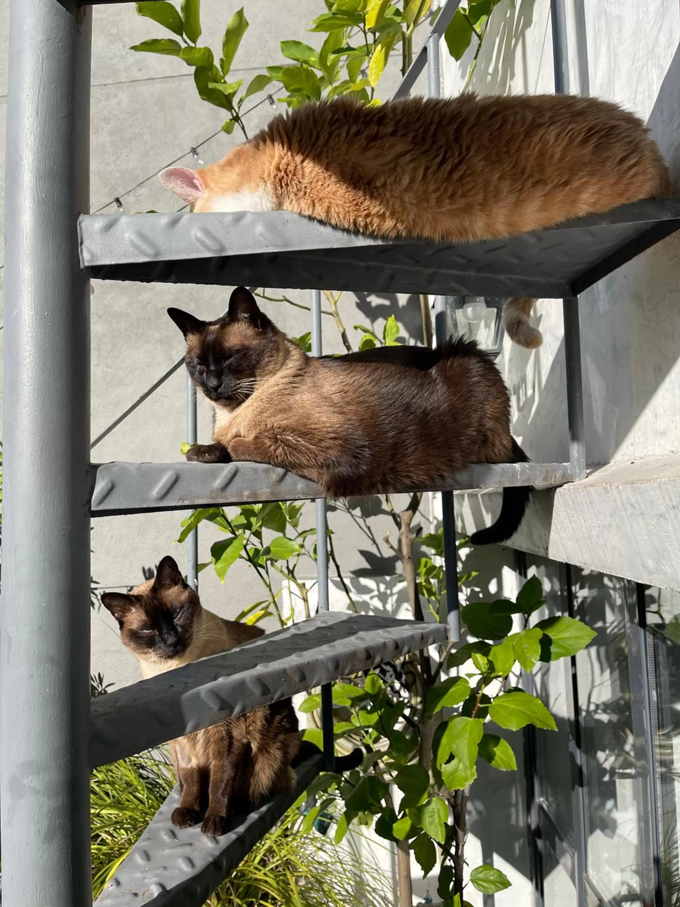Garden, Other Animals in Le Petit Palais