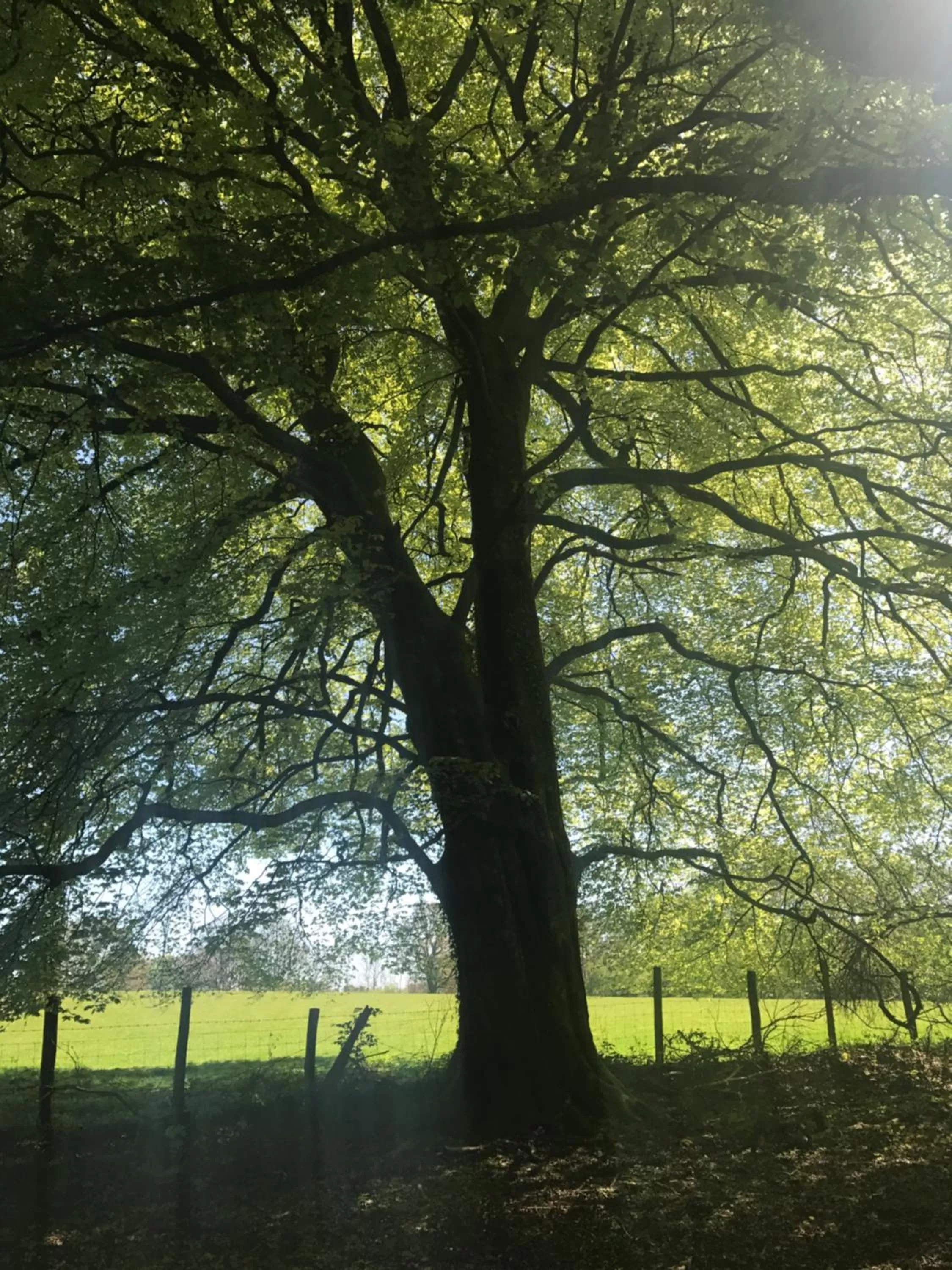Natural landscape in Henllys Estate B and B