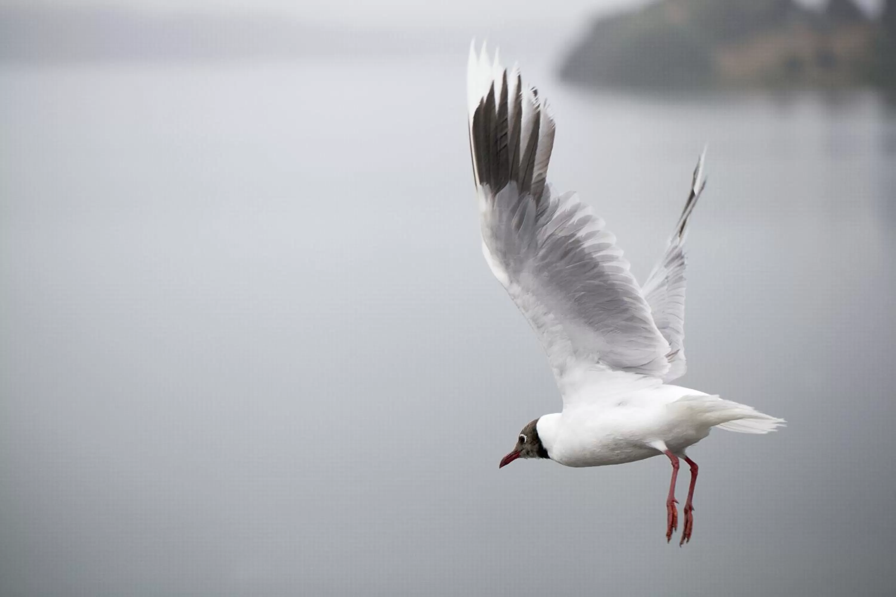 Bird's eye view, Other Animals in Palafito 1326 Hotel Boutique Chiloé