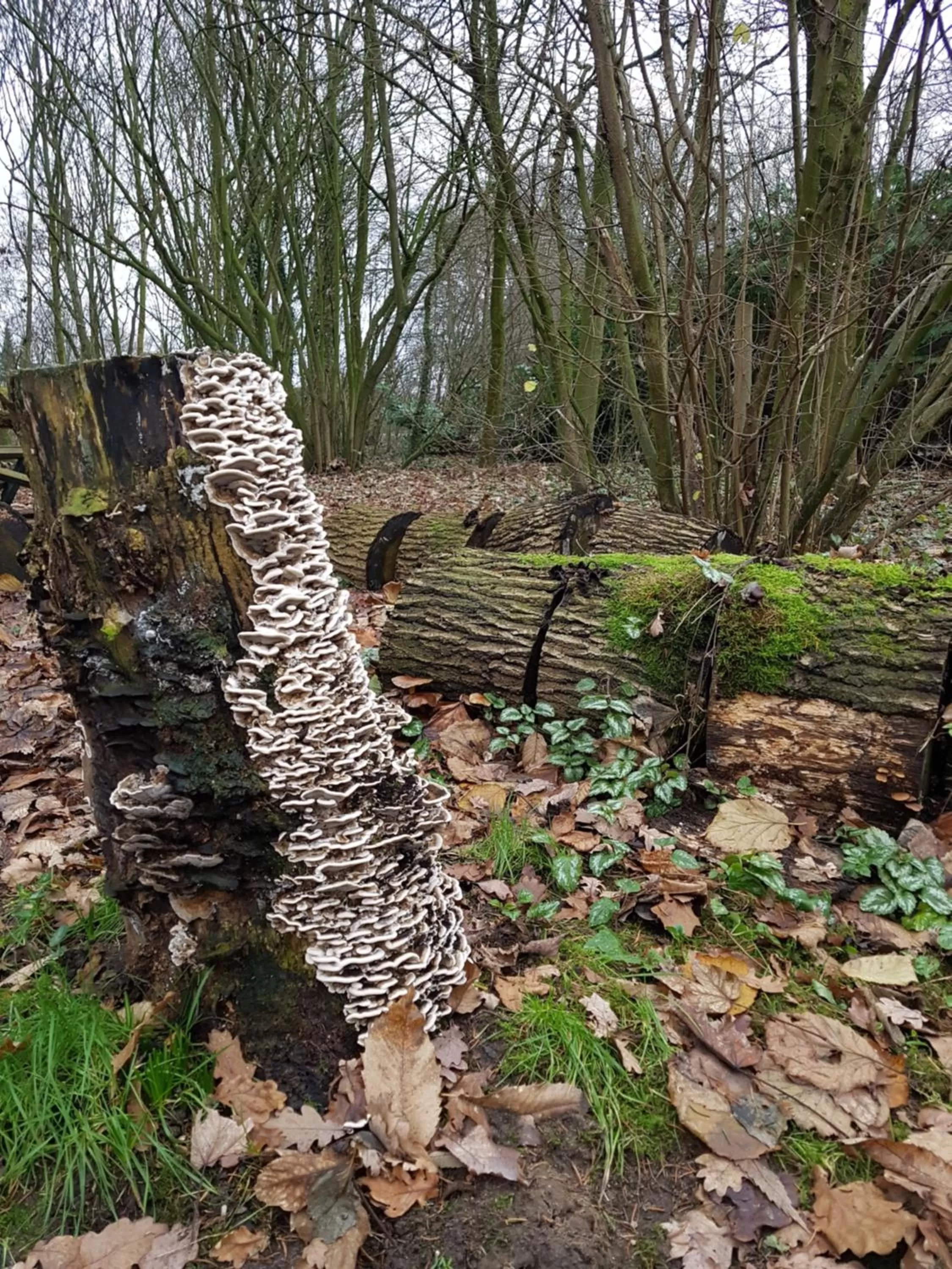 Garden view in Bed & Breakfast aan de Beek