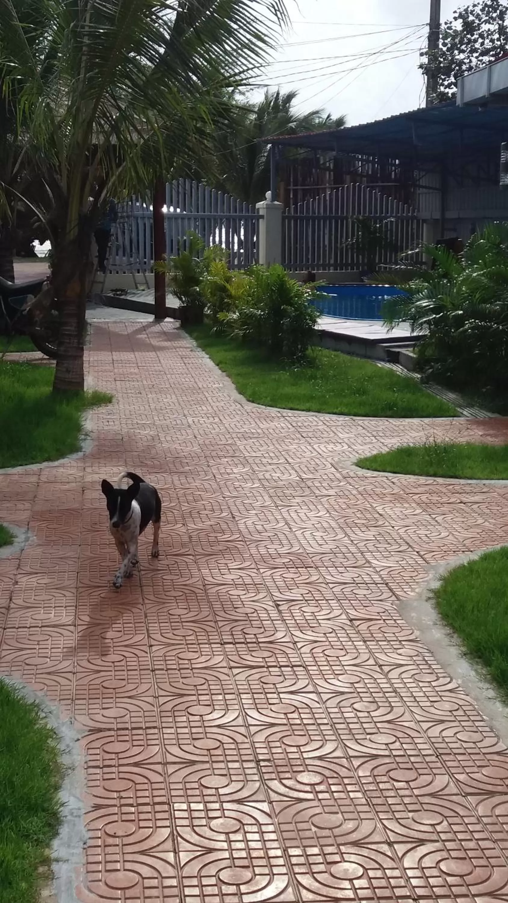 Garden, Pets in Spayhiti