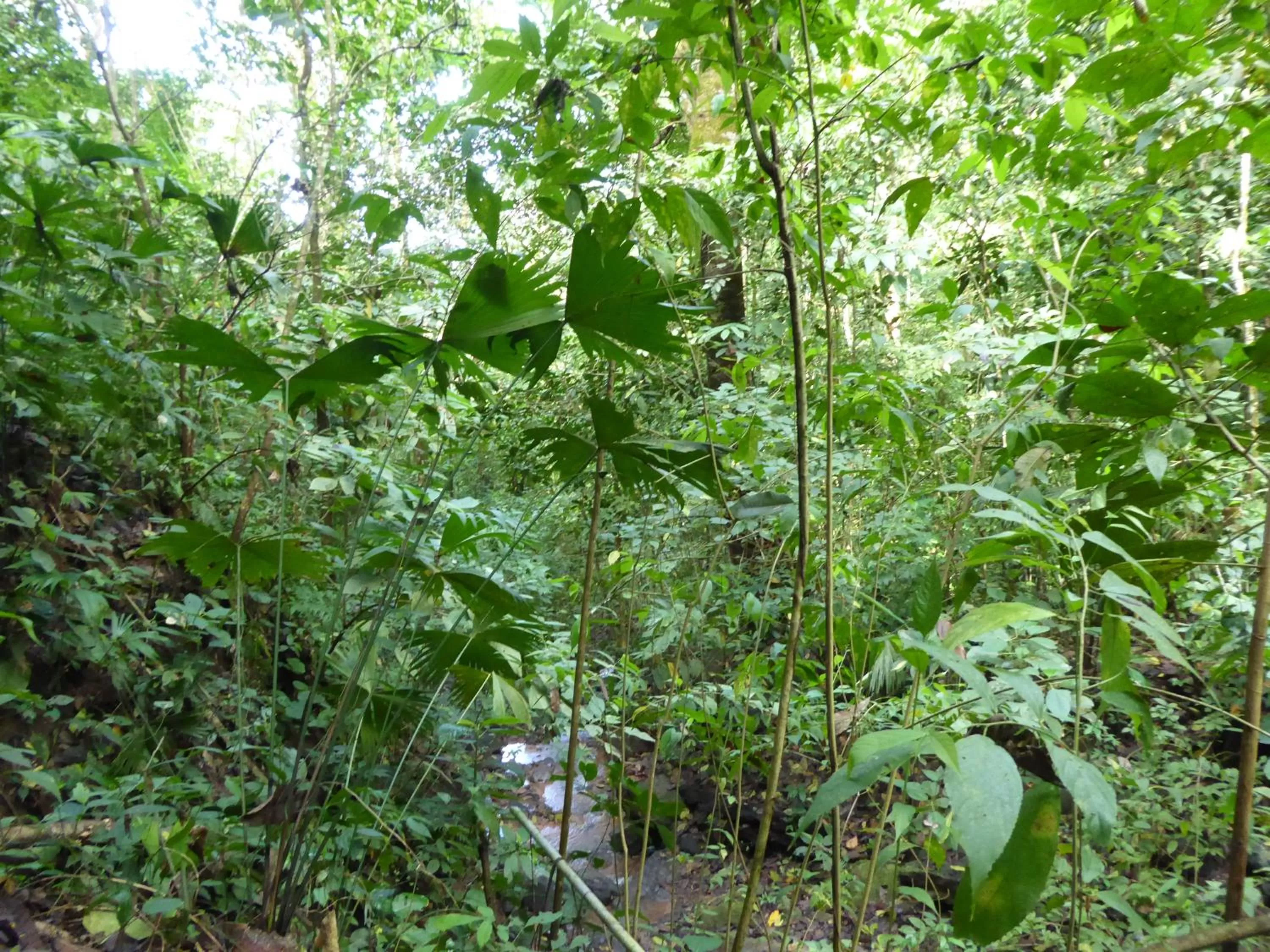 Hiking, Garden in La Purruja Lodge