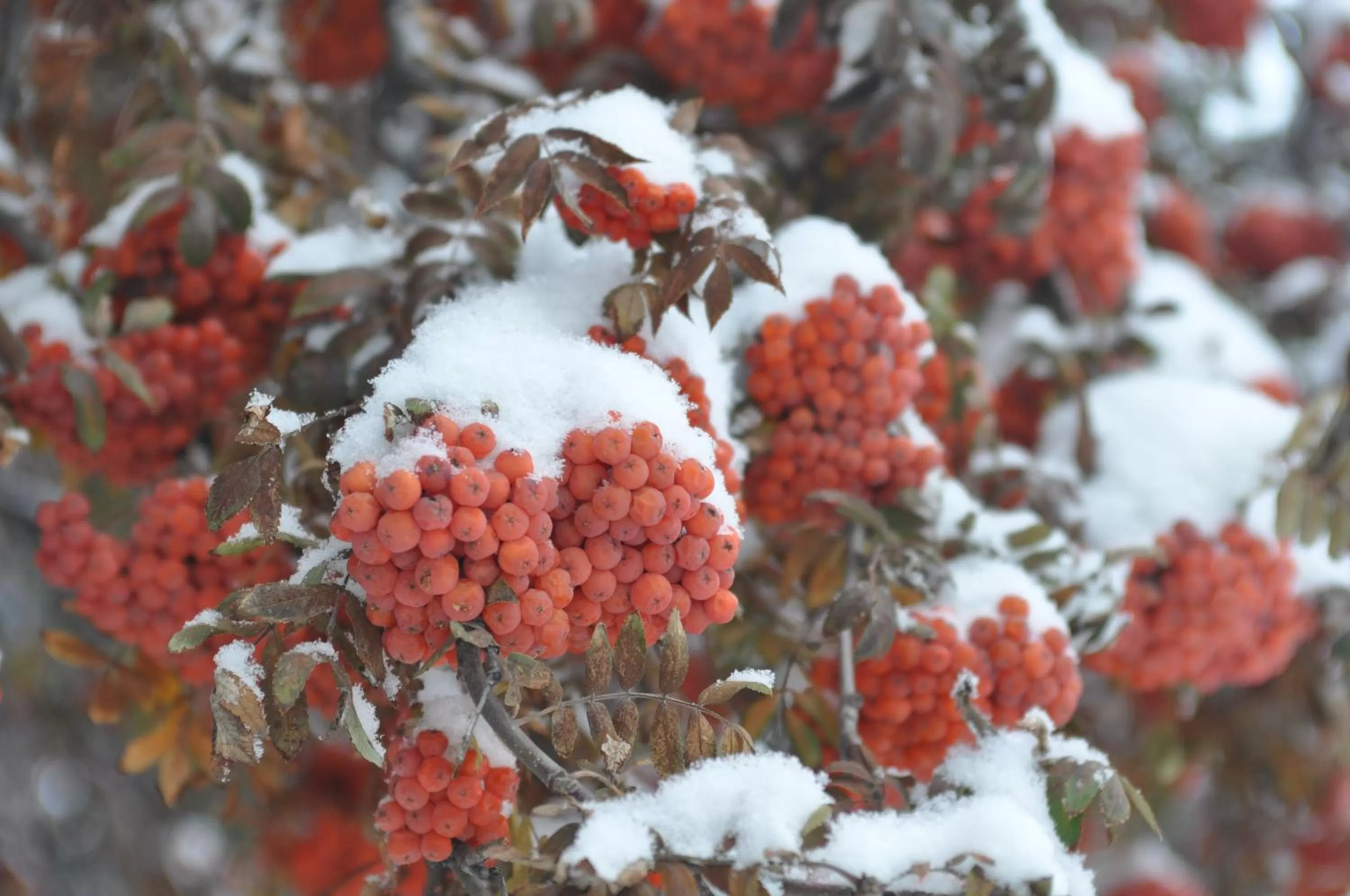 Winter in Western Traveller Motel