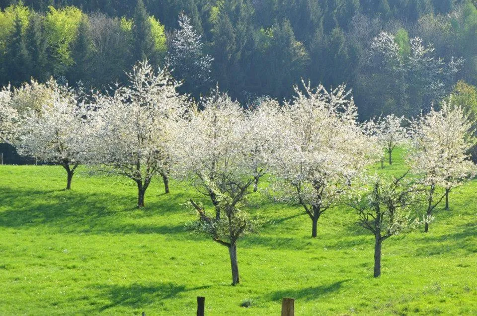 Day in Bad Schauenburg