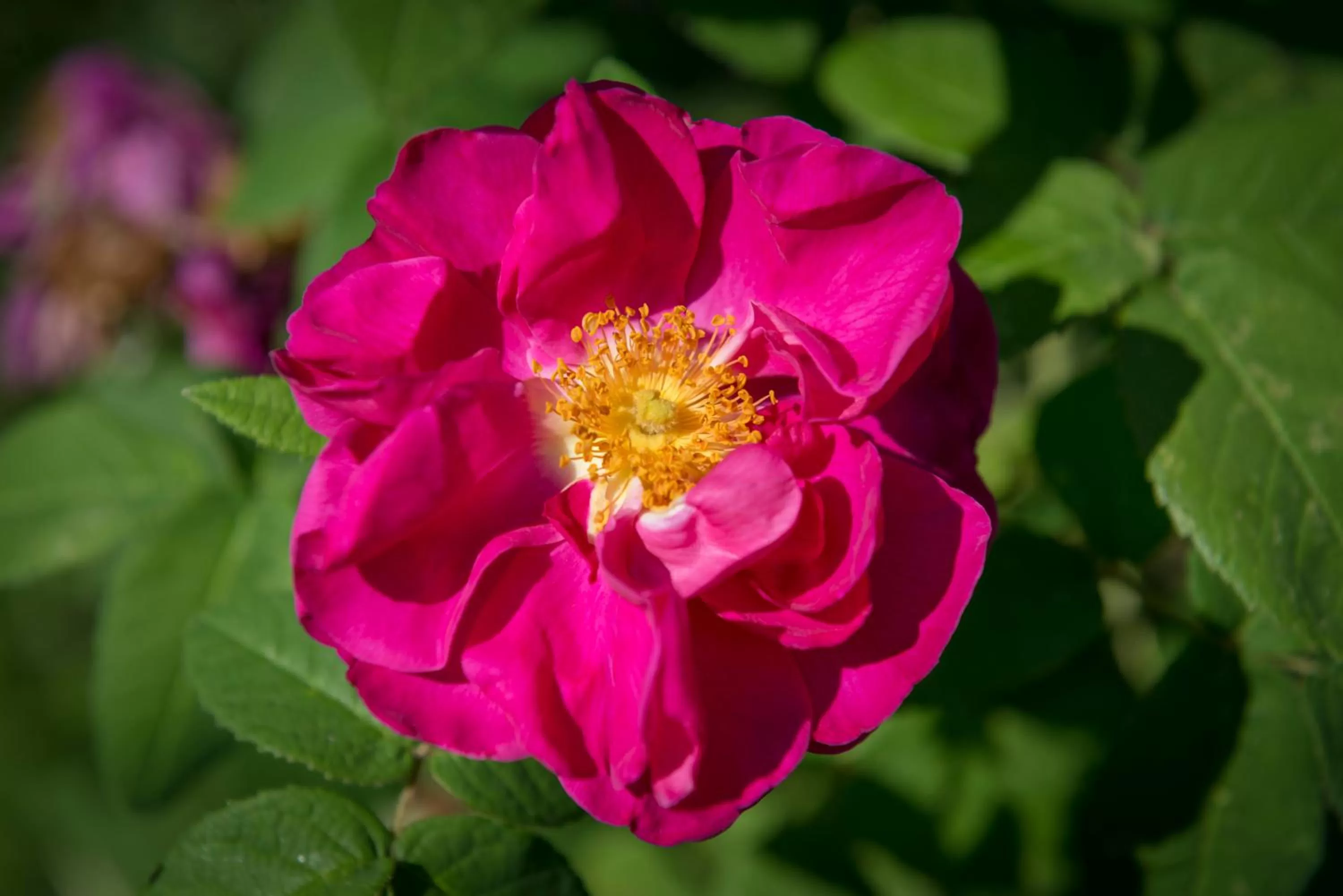 Nearby landmark in Hôtel Aux Vieux Remparts