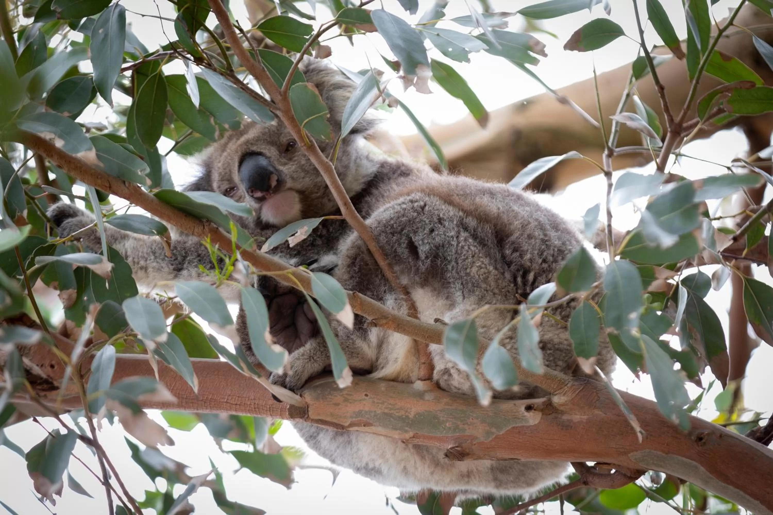 Animals in The Dolphin Apartments