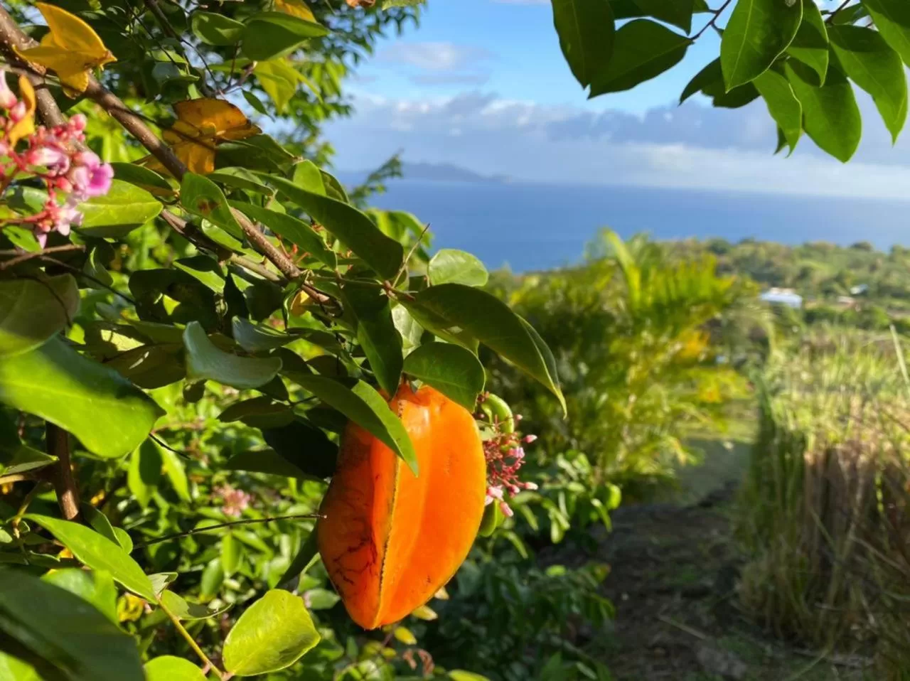 Villa Cajou (Chambre d'hôtes chez l'habitant)