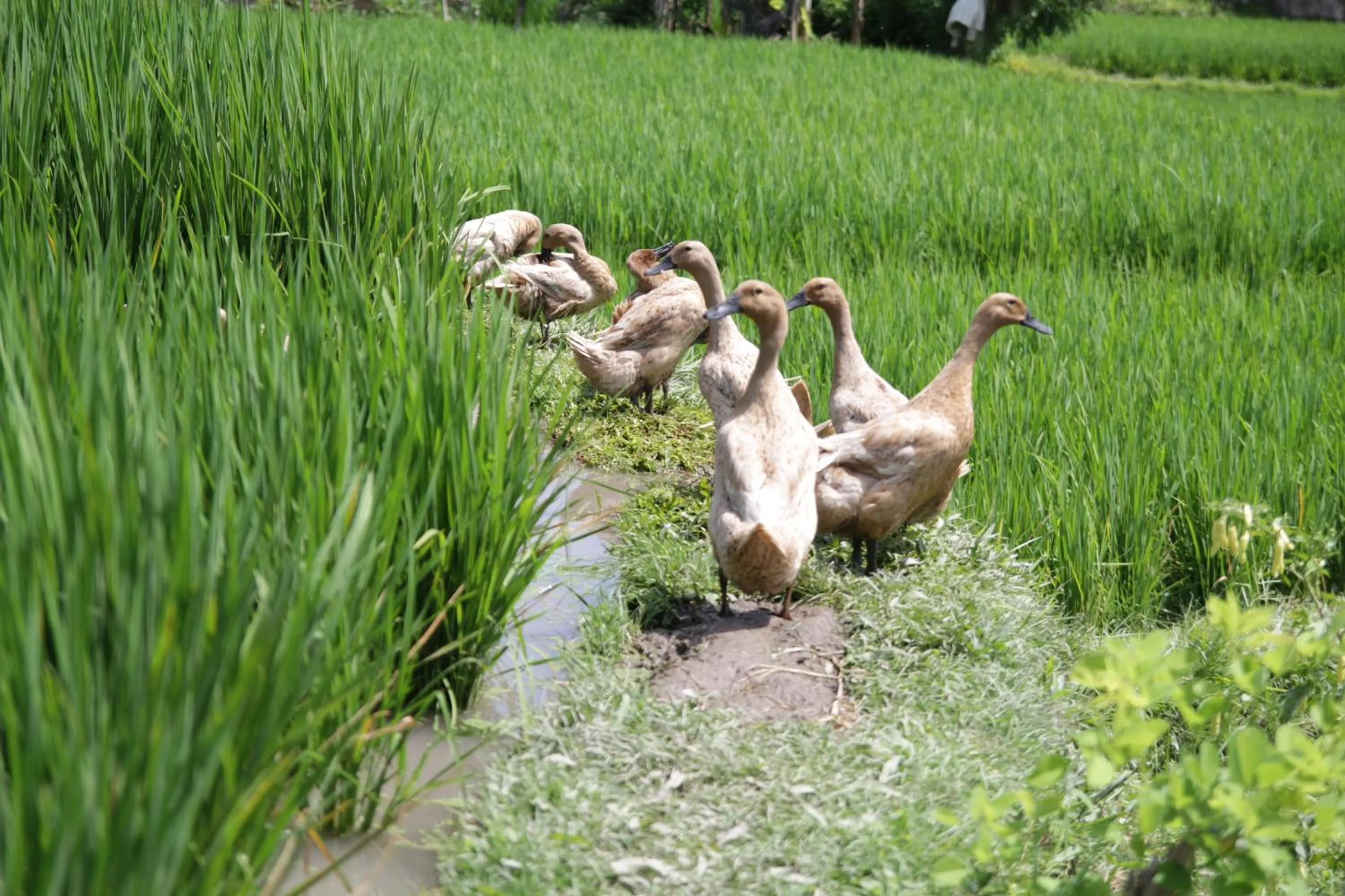 Animals in The Samara Villas & Restaurant