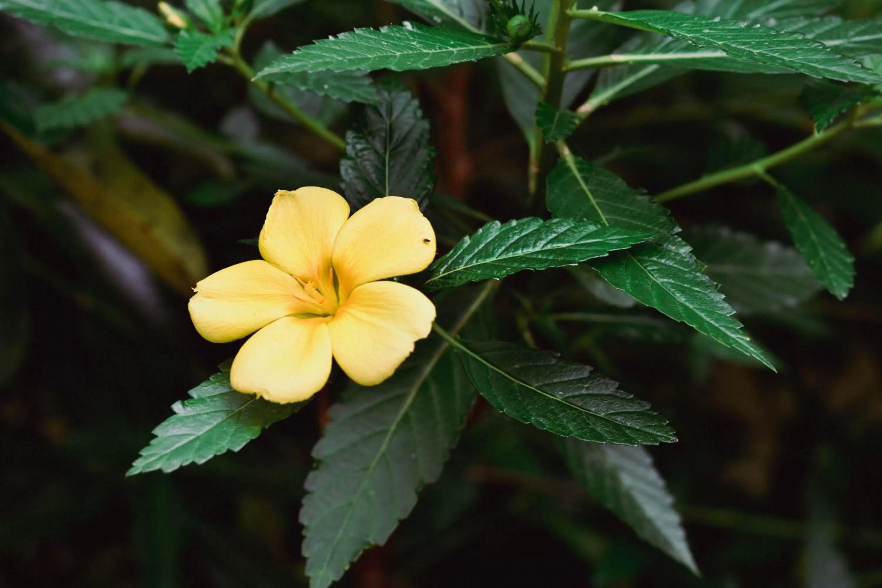 Garden in Arenal Descanso