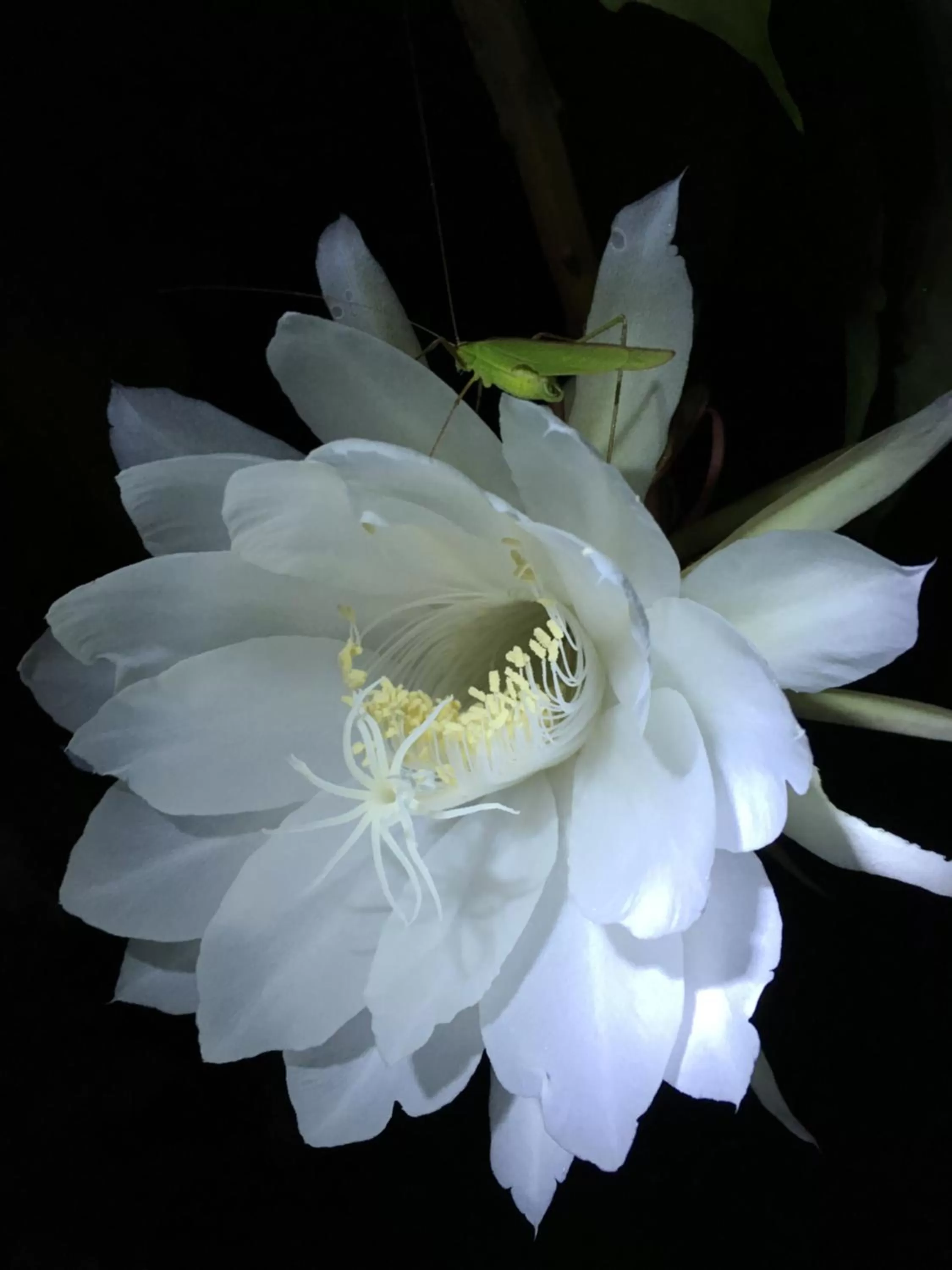 Garden in Rainbow Bridge B&B