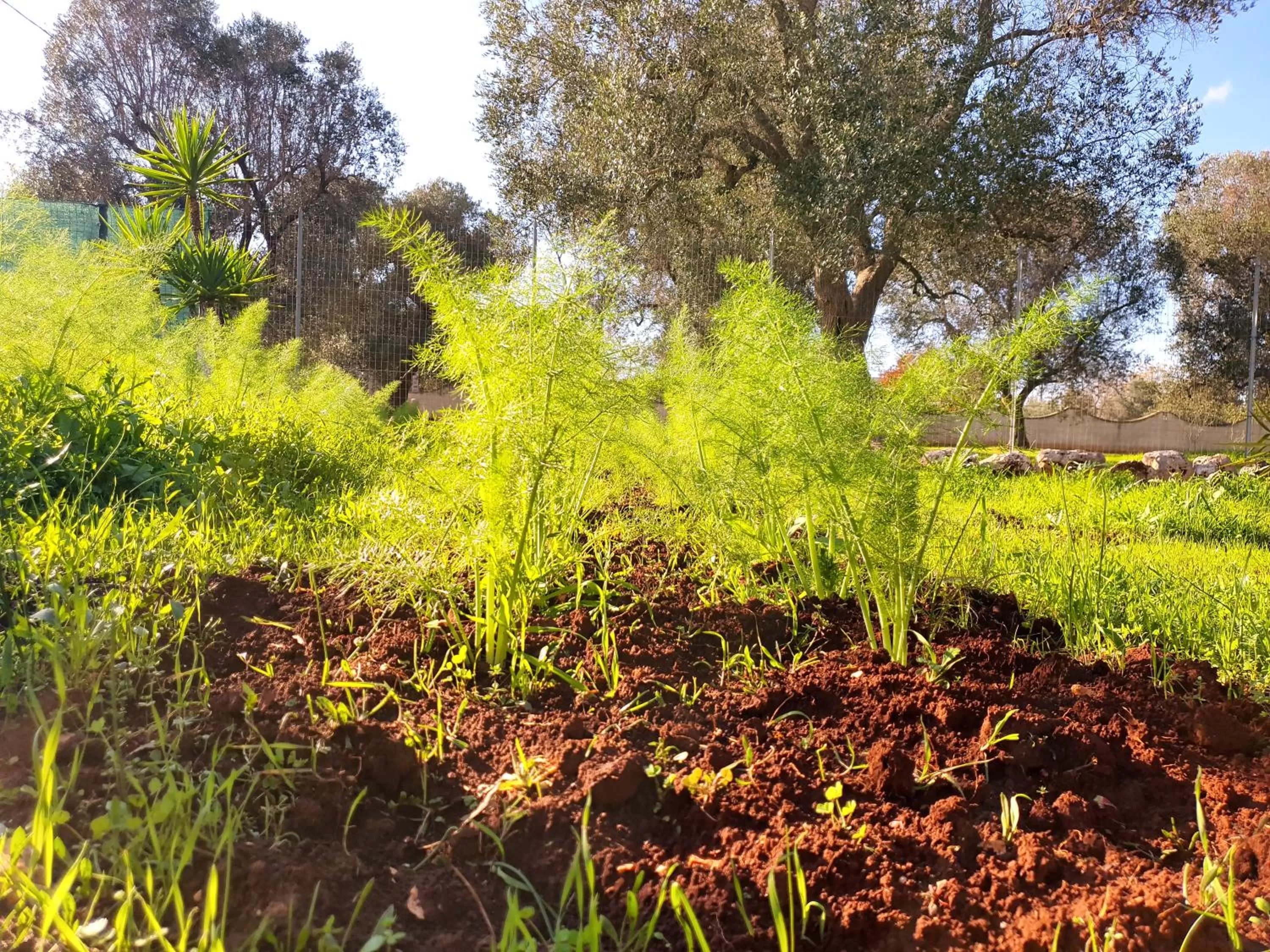 Natural landscape in TRULLO CARMEN