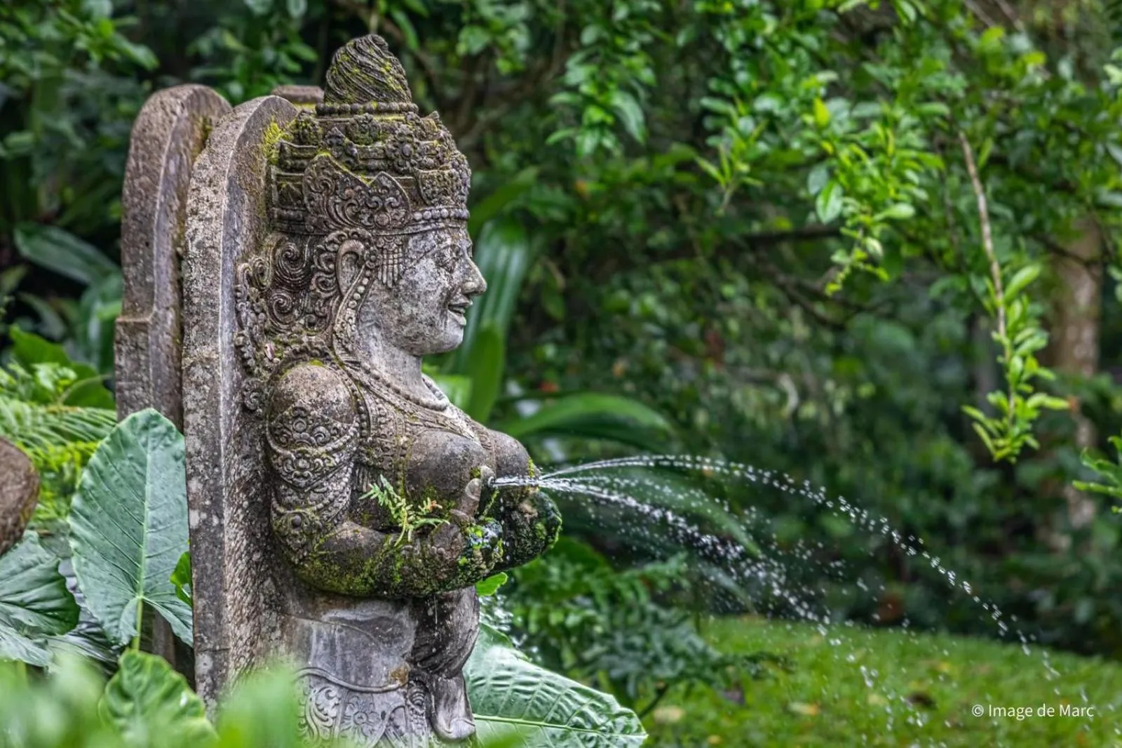 Spring in Dewangga Ubud