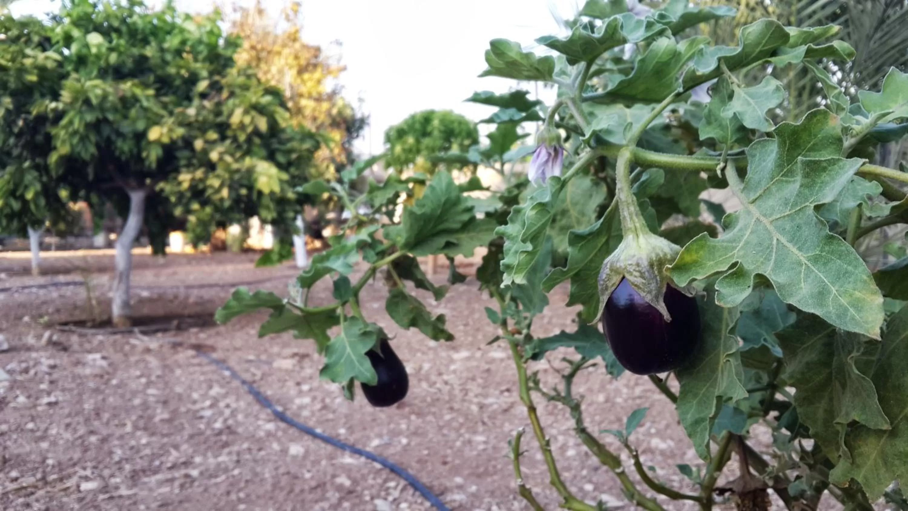 Garden, Other Animals in Auberg-Inn Guesthouse