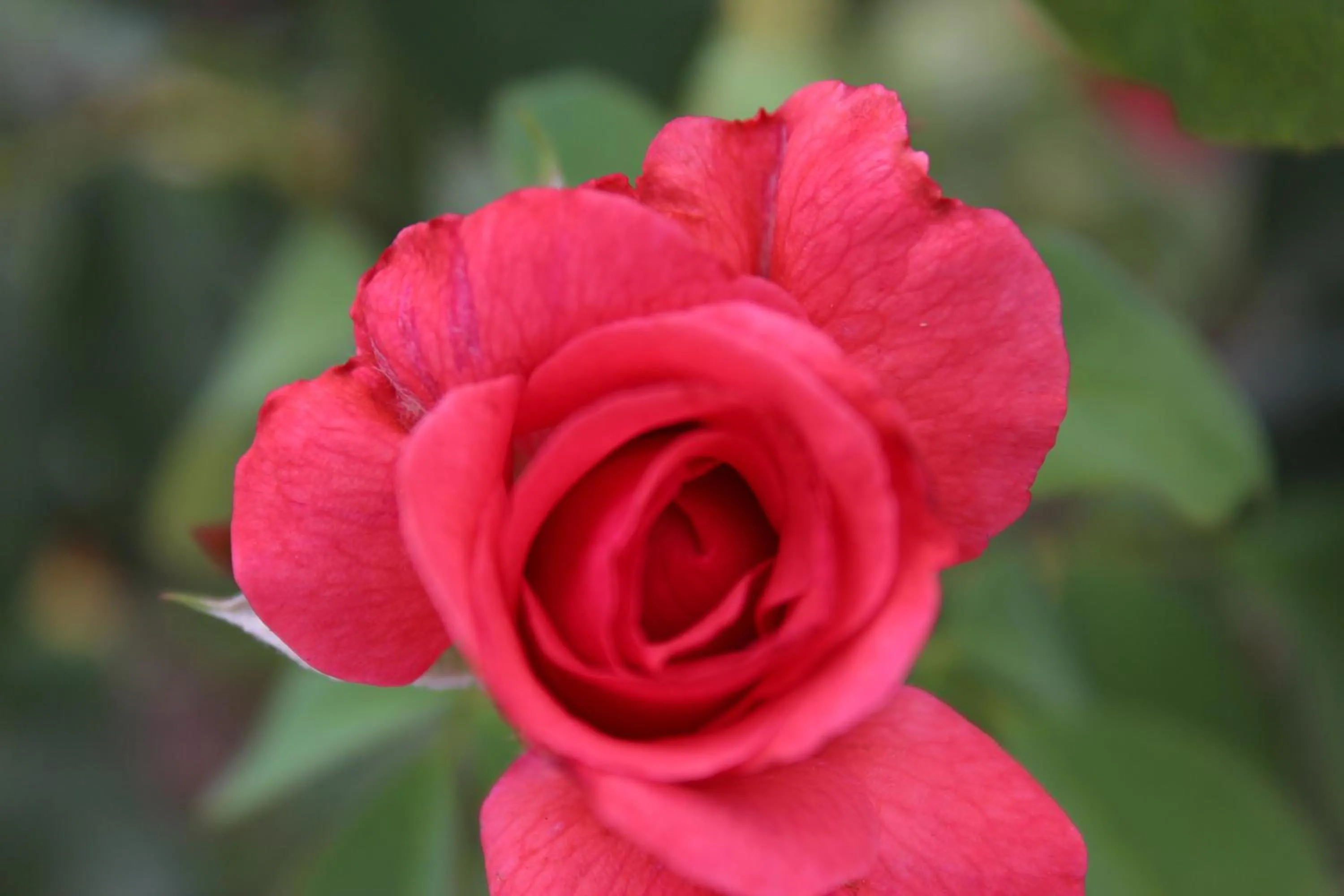 Garden view in Tourway Inn