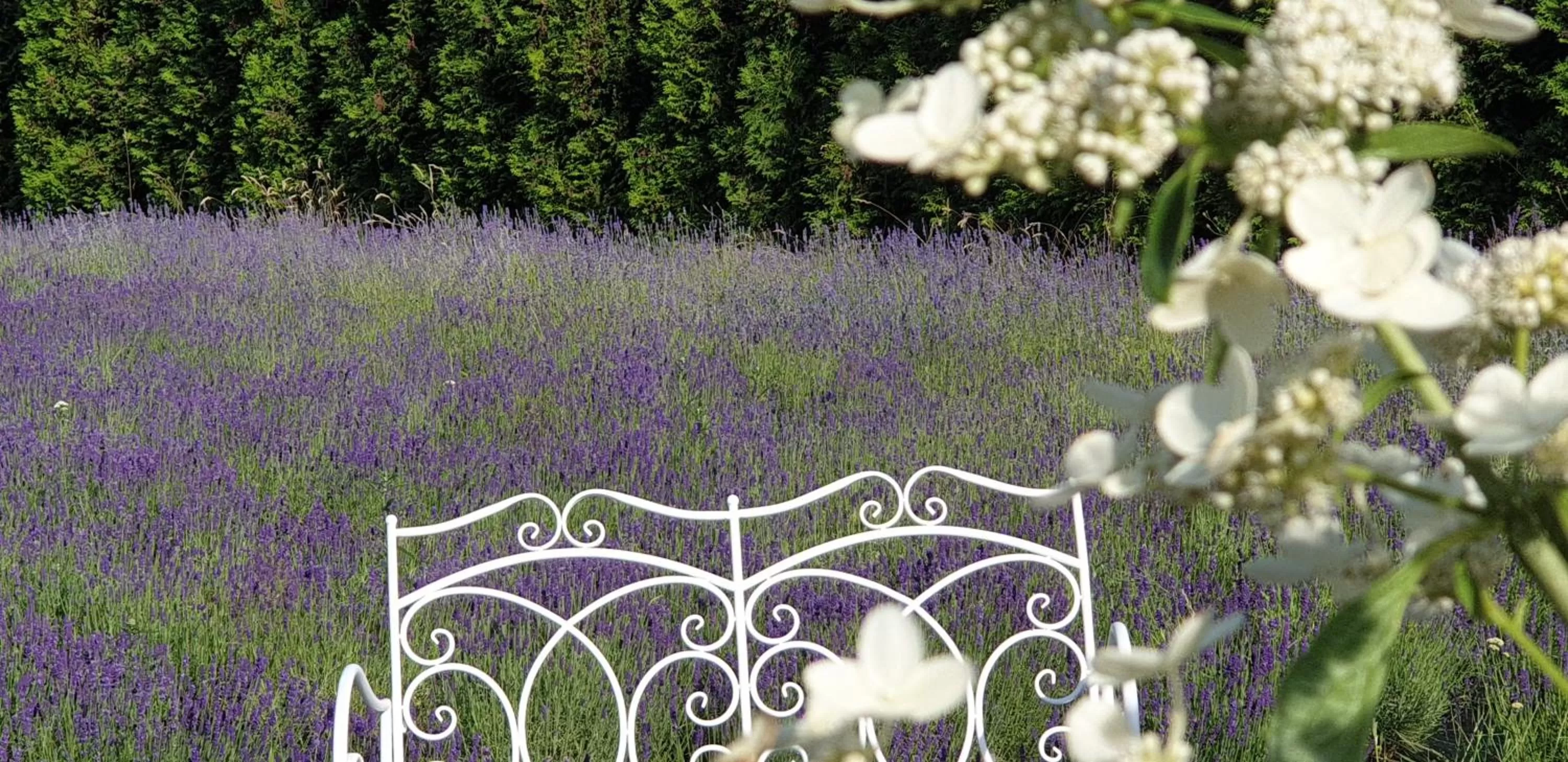 Garden in Noclegi Biała Róża