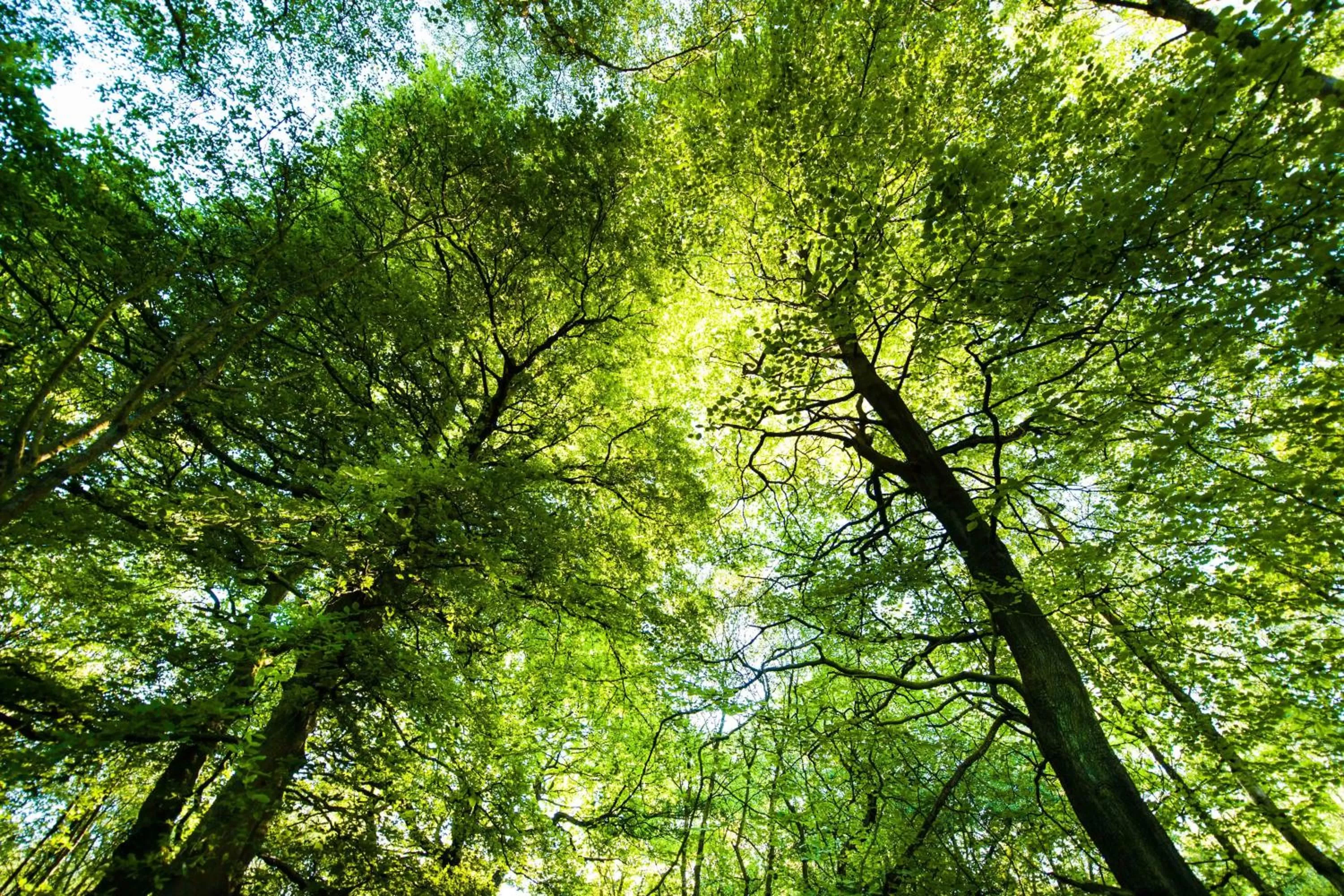 Natural landscape in Chevin Country Park Hotel & Spa
