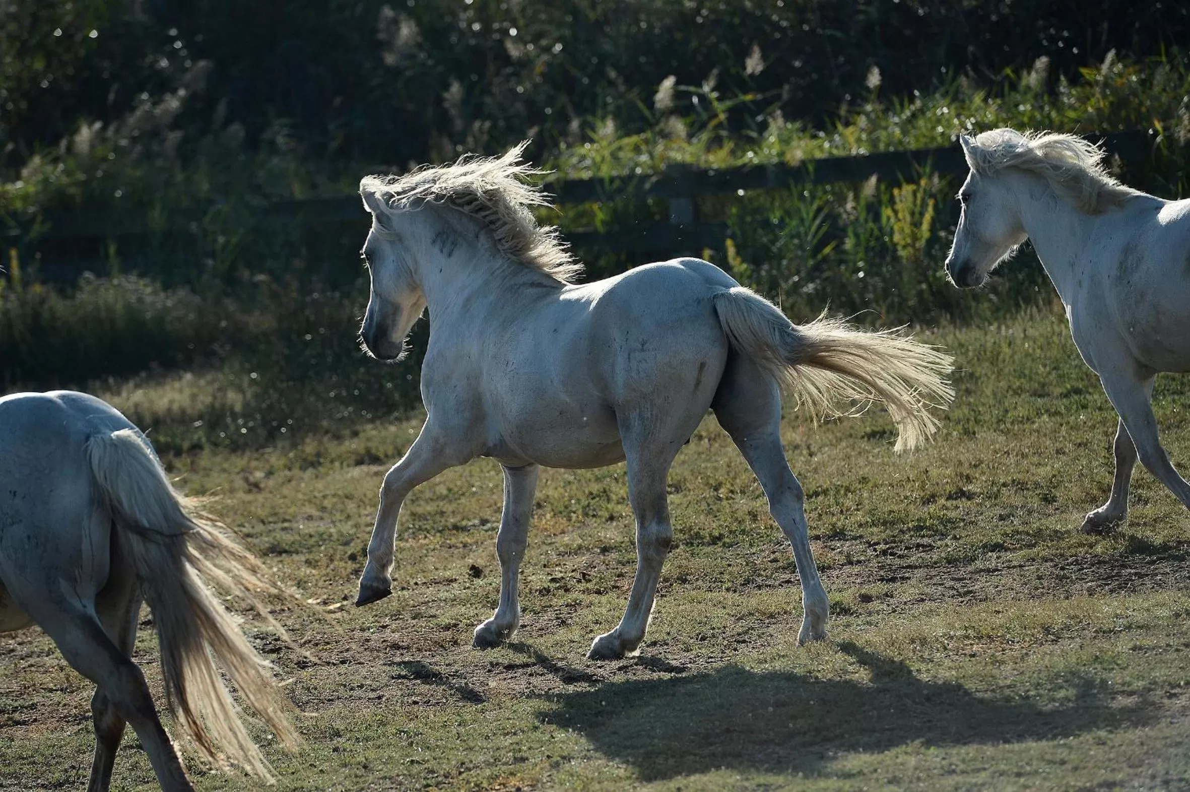 View (from property/room) in Mas de la Grenouillère Hôtel et Centre équestre en pleine nature