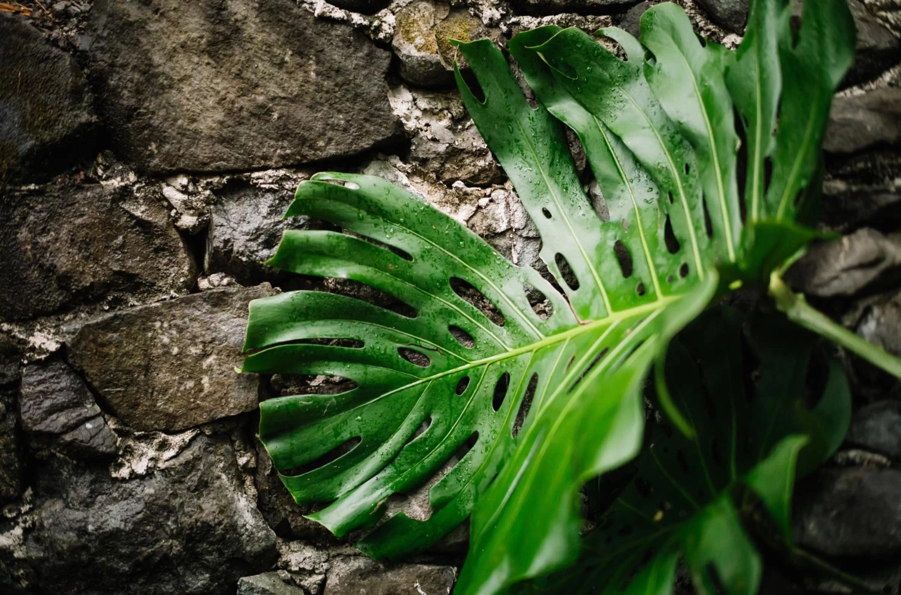 Natural landscape in Anzan Atitlan