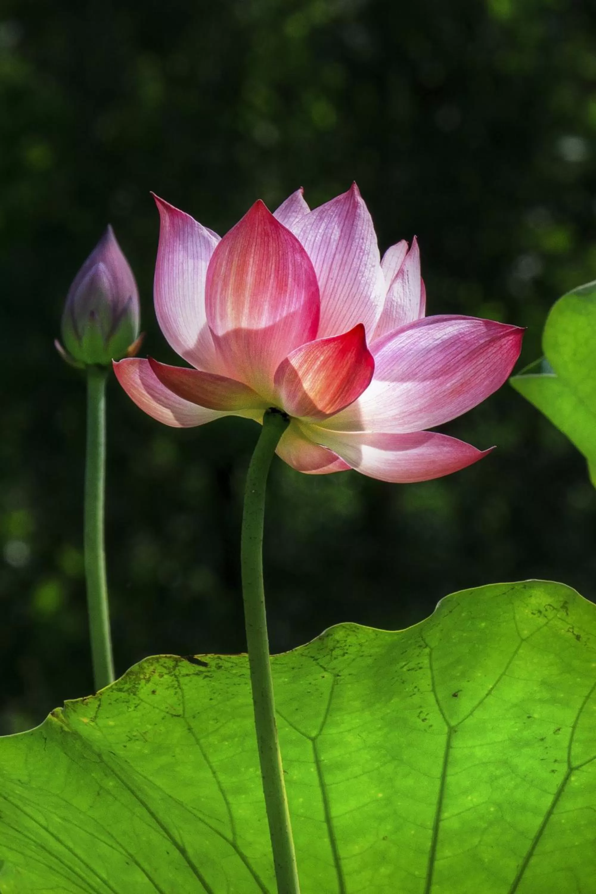 Garden in Lotus Hotel Ninh Bình
