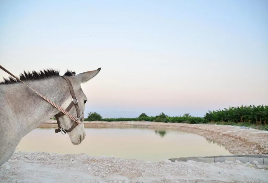 Natural landscape, Other Animals in Auberg-Inn Guesthouse