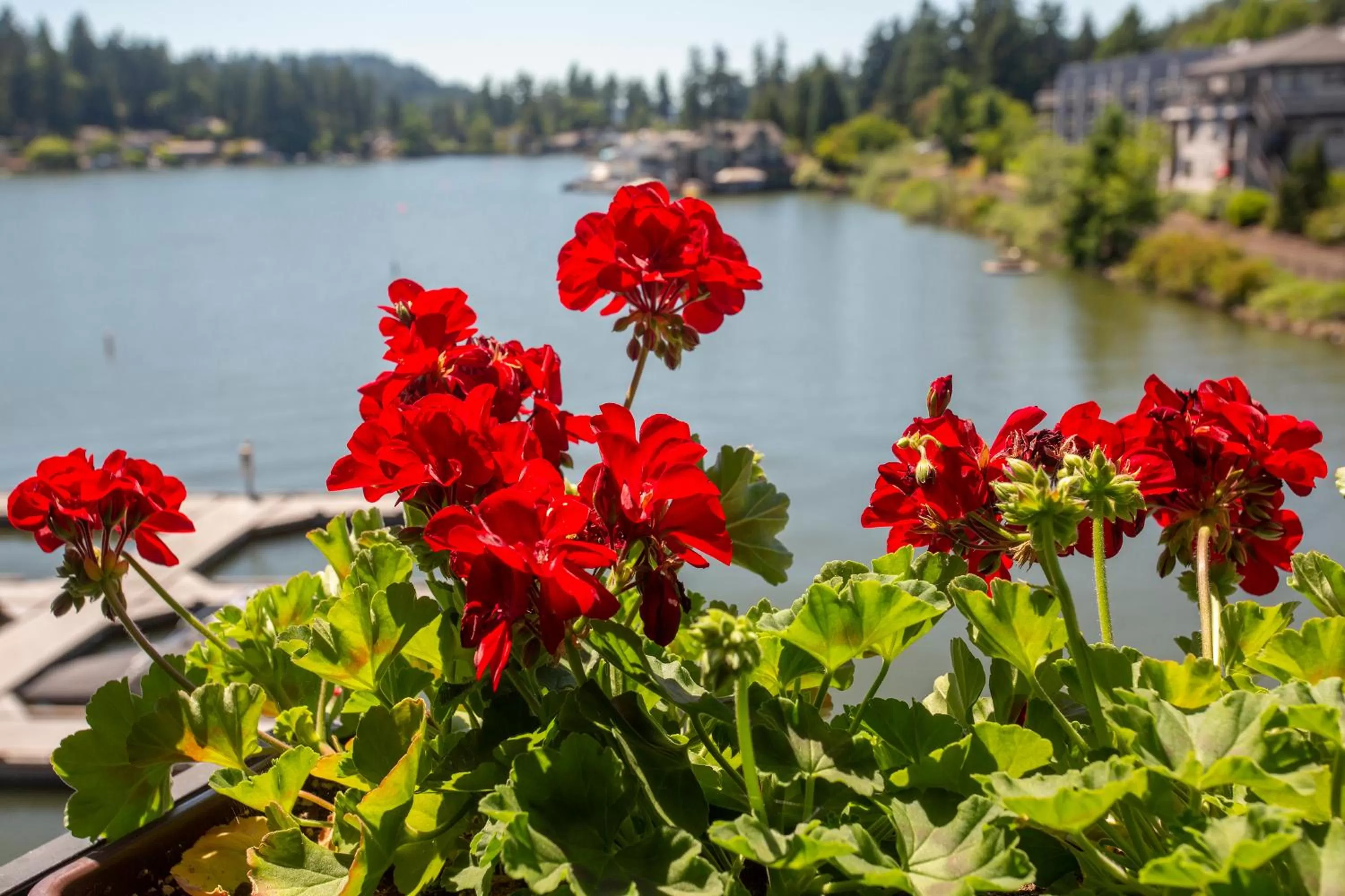 Lake view in Lakeshore Inn