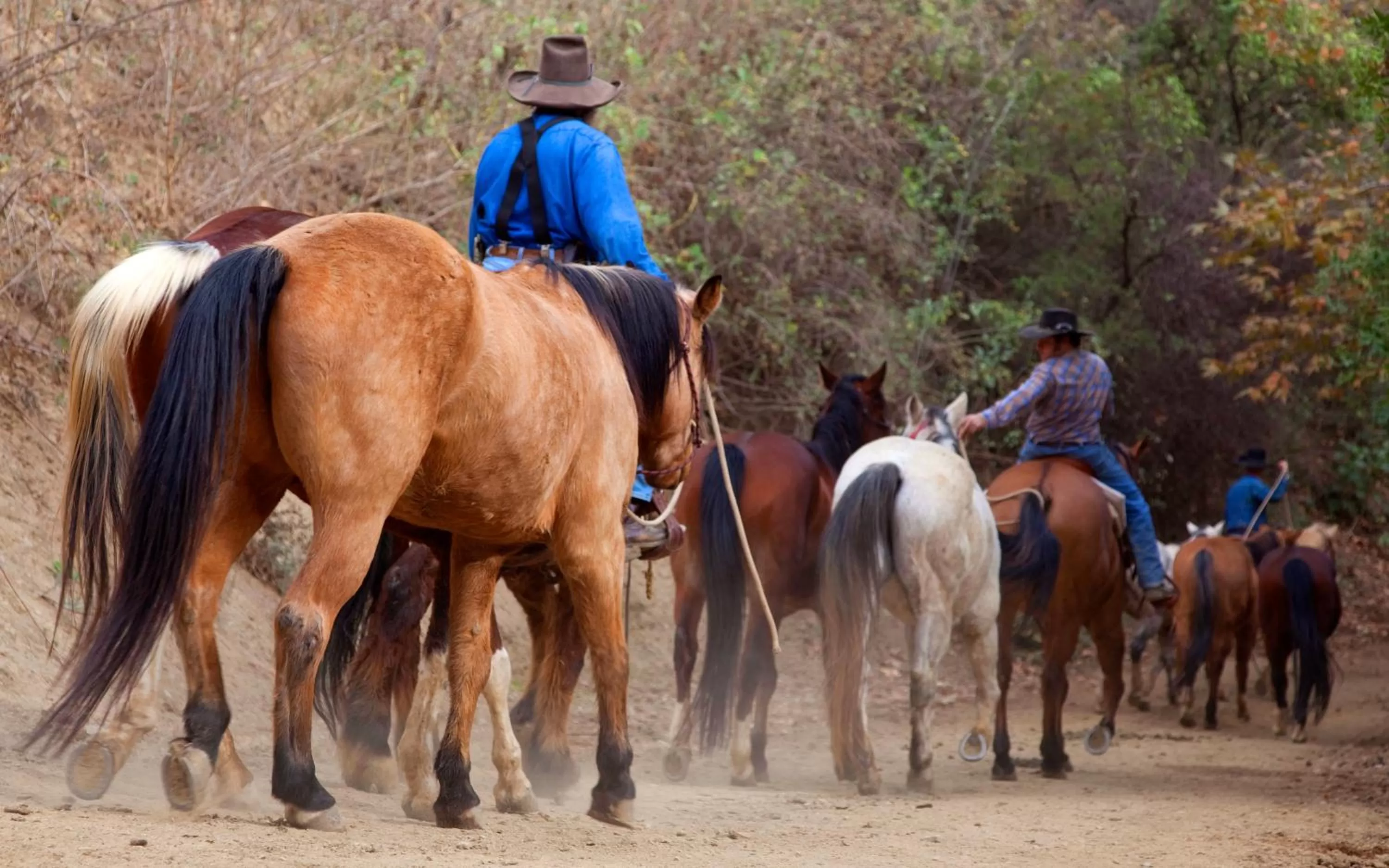 Horseback Riding in Circle Bar B Guest Ranch