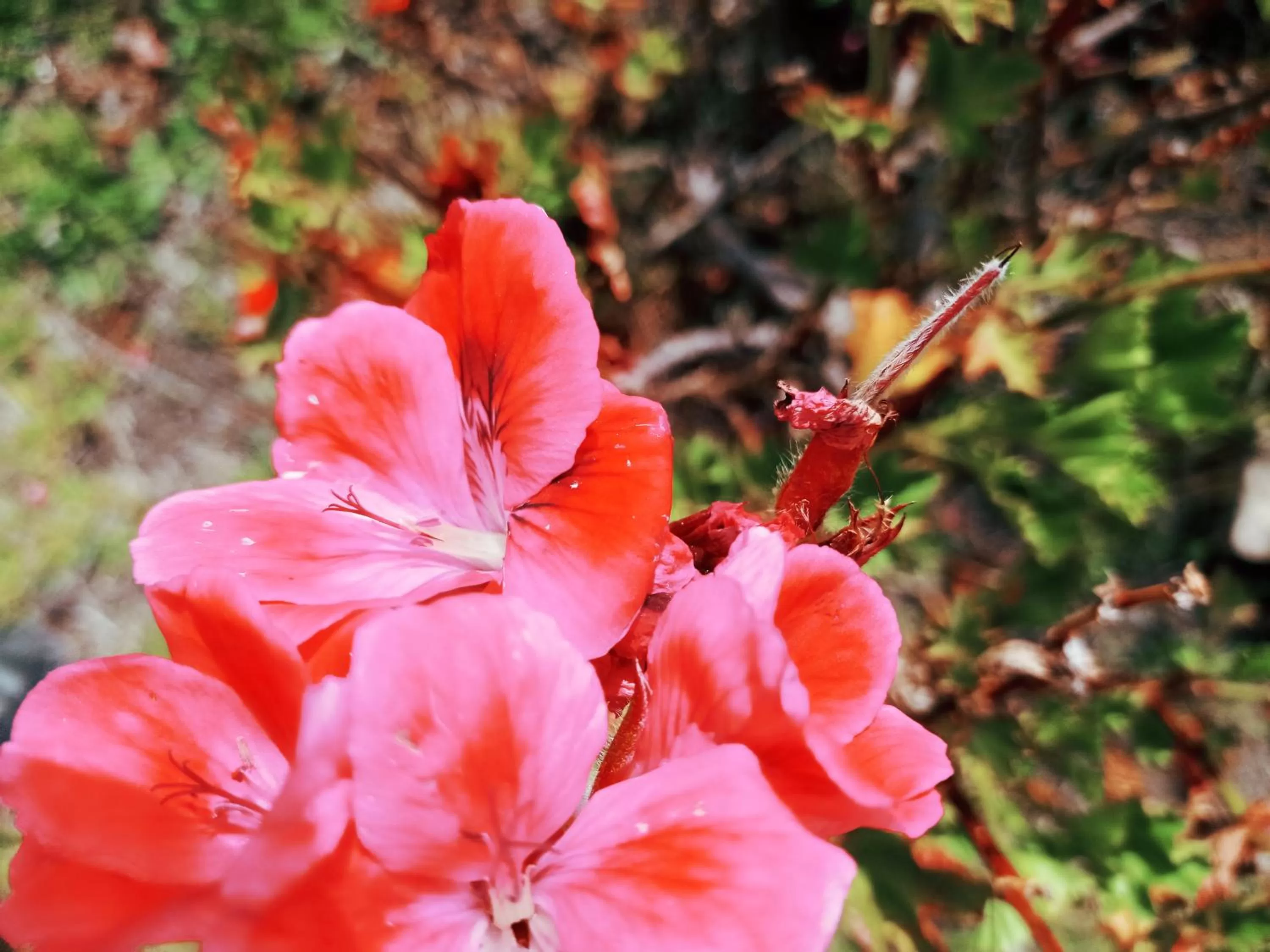 Garden in Hotel Refugio Pozo Azul