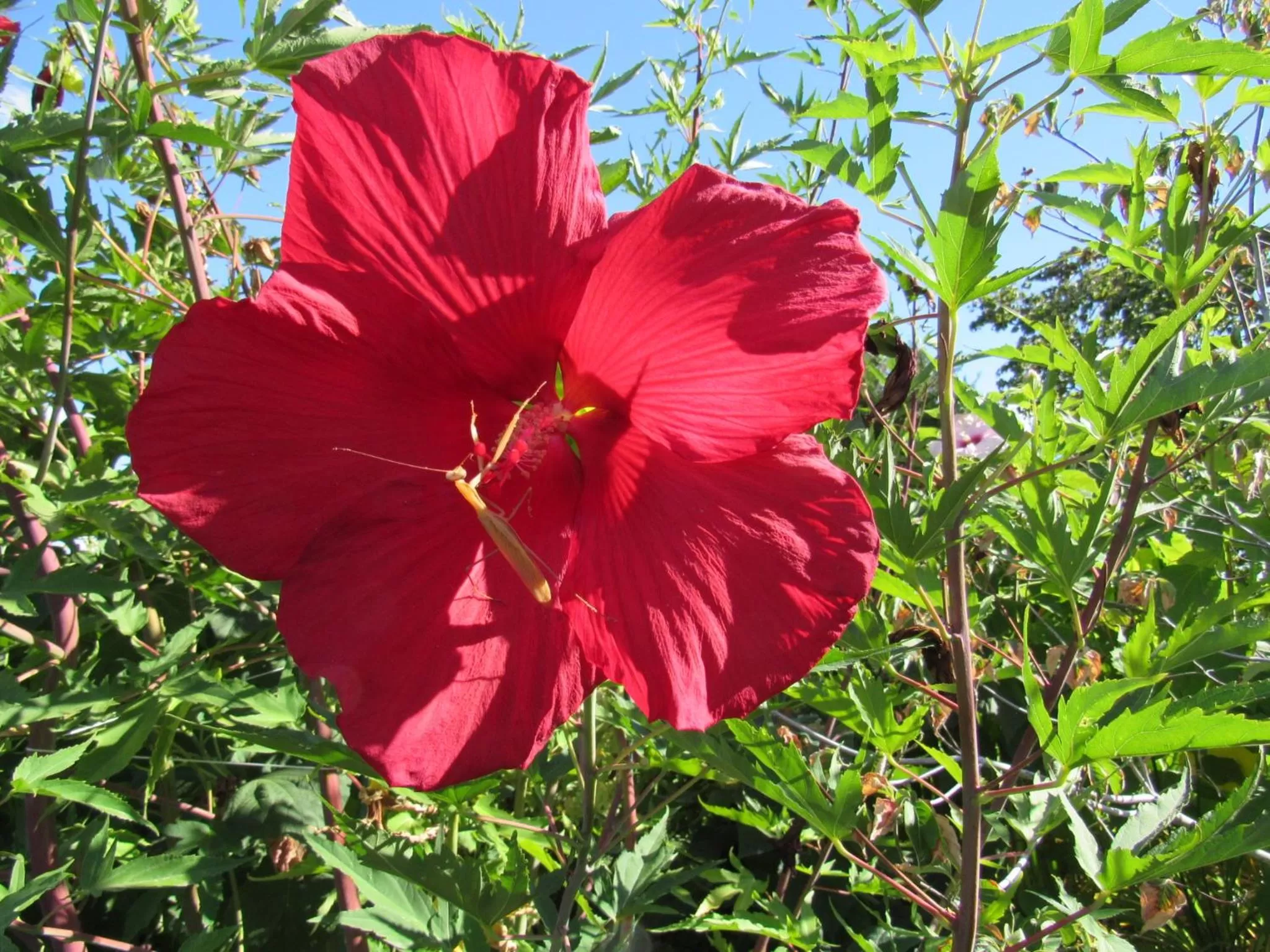 Day in Walla Walla Garden Motel