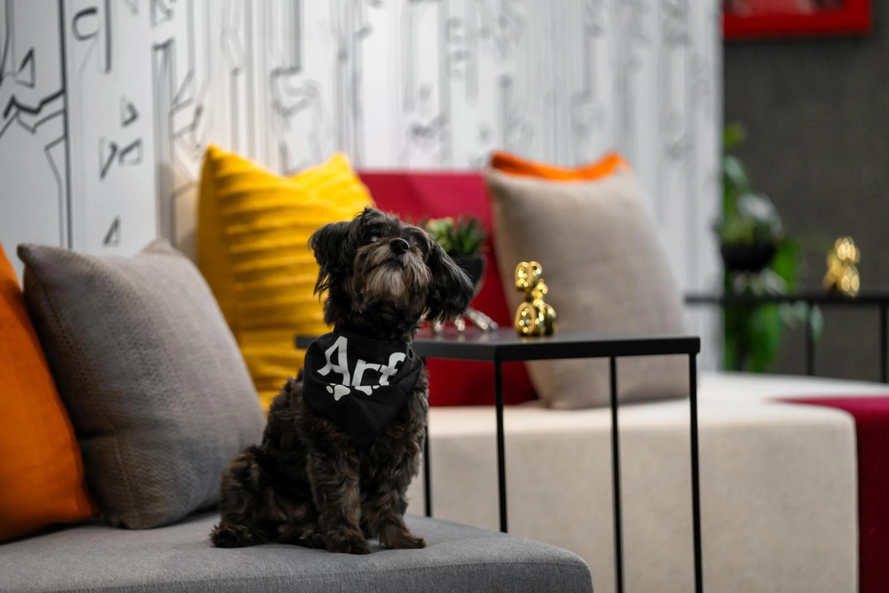 Pets in Aloft New York Chelsea