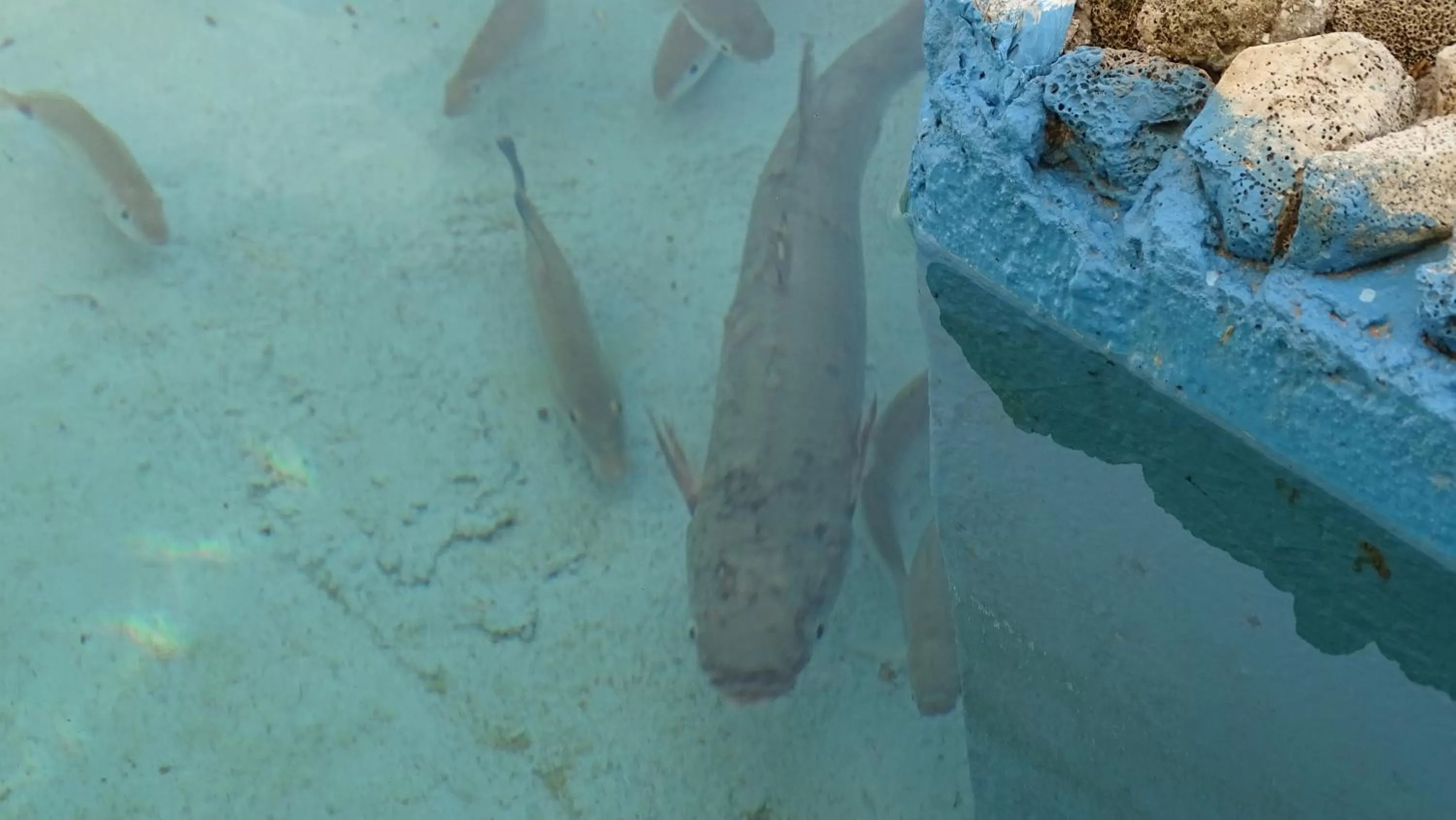 Other, Other Animals in Hotel Alba-Gert