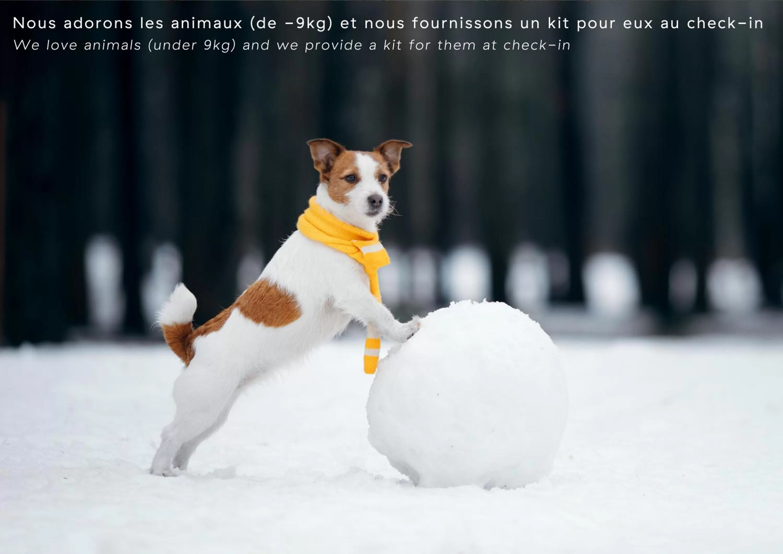 Animals in Hôtel L'Arboisie