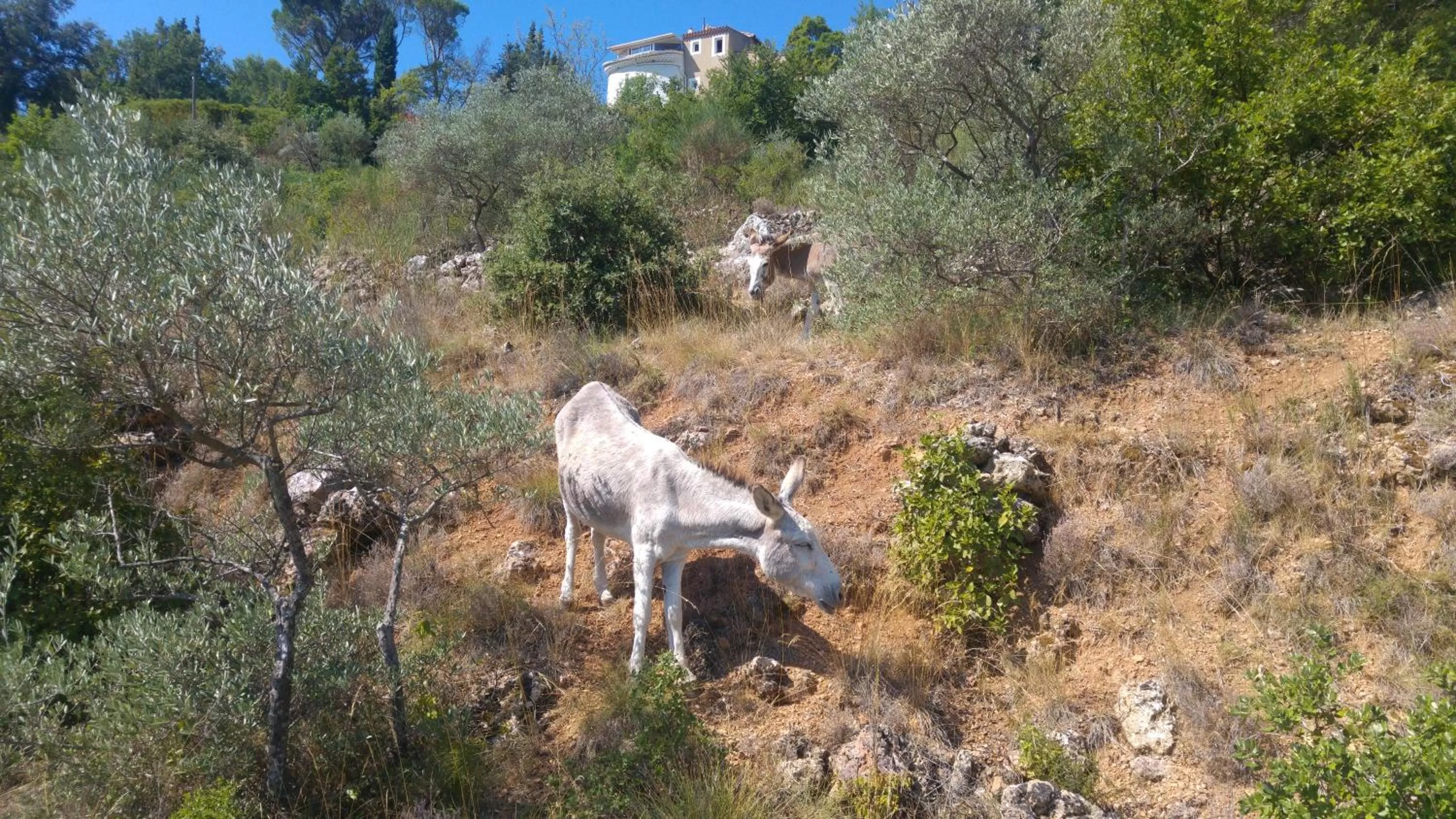 Animals, Other Animals in Le Moulin de Varrians