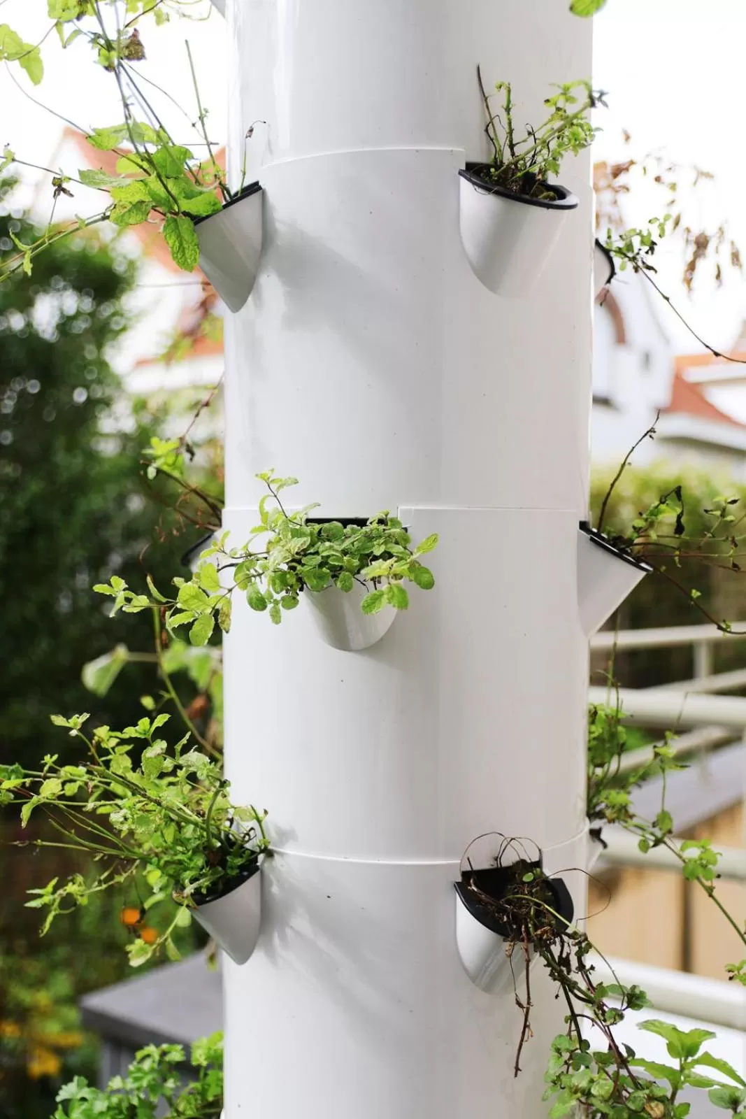 Garden in Hotel Les Dunes