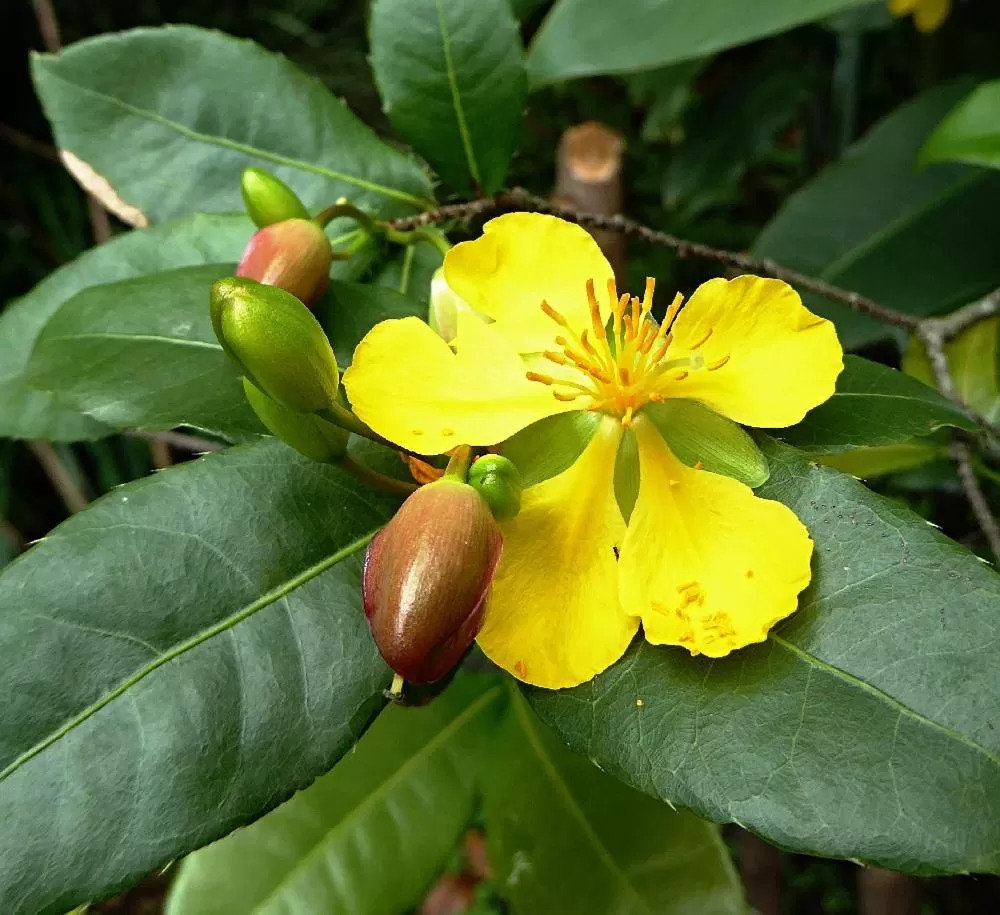 Garden in Pura Vida Hotel