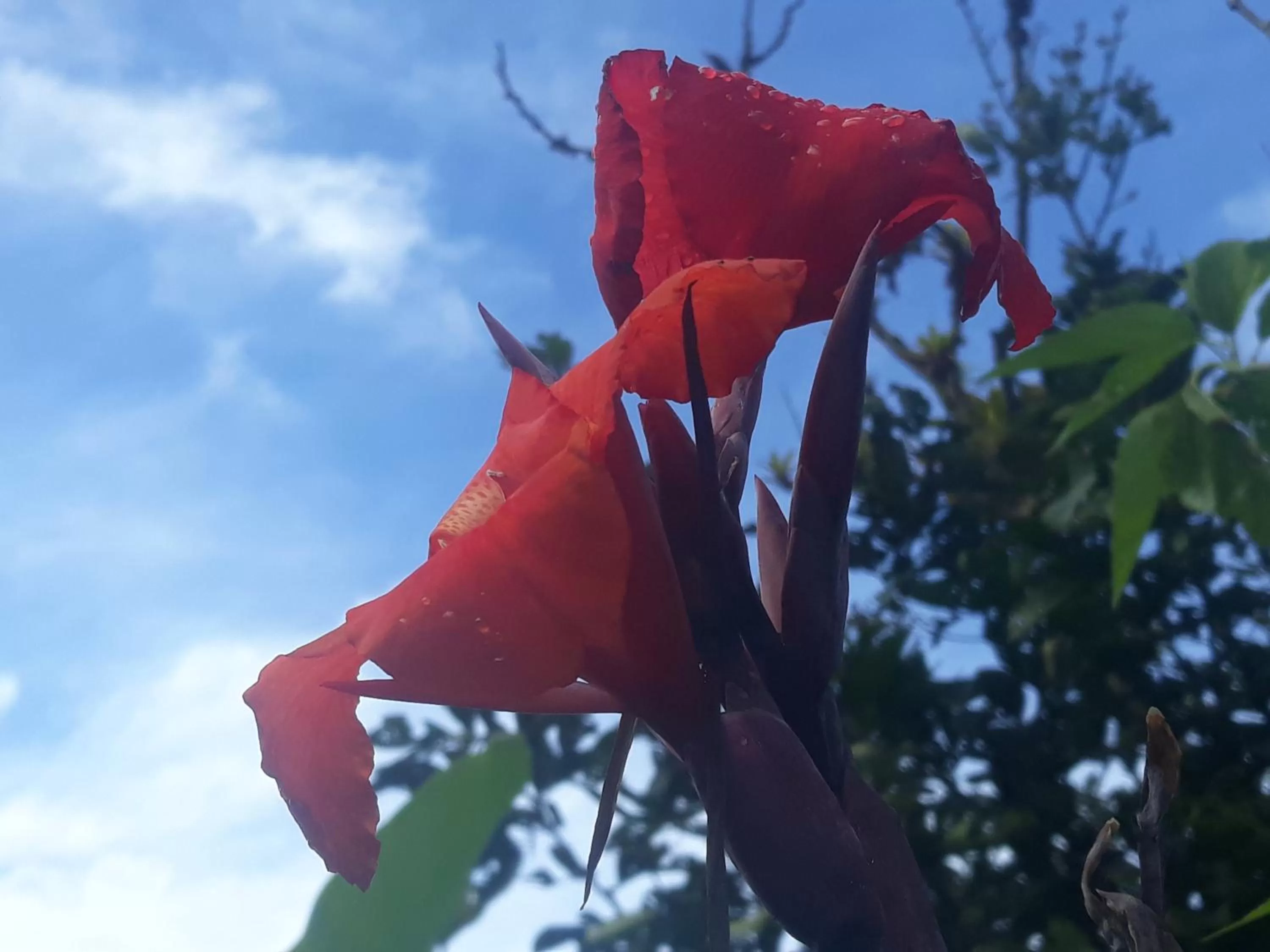 Other Animals in Hosteria Florecer