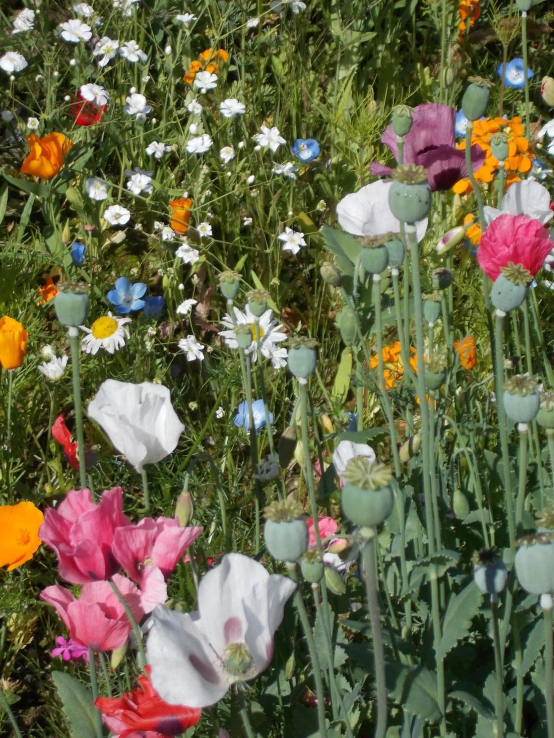 Alaska Chalet Bed & Breakfast