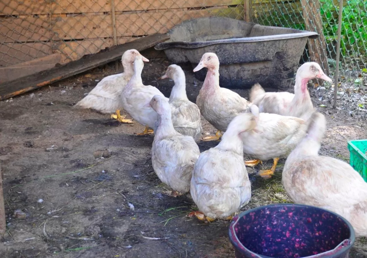 Animals, Other Animals in Ziołowa Dolina