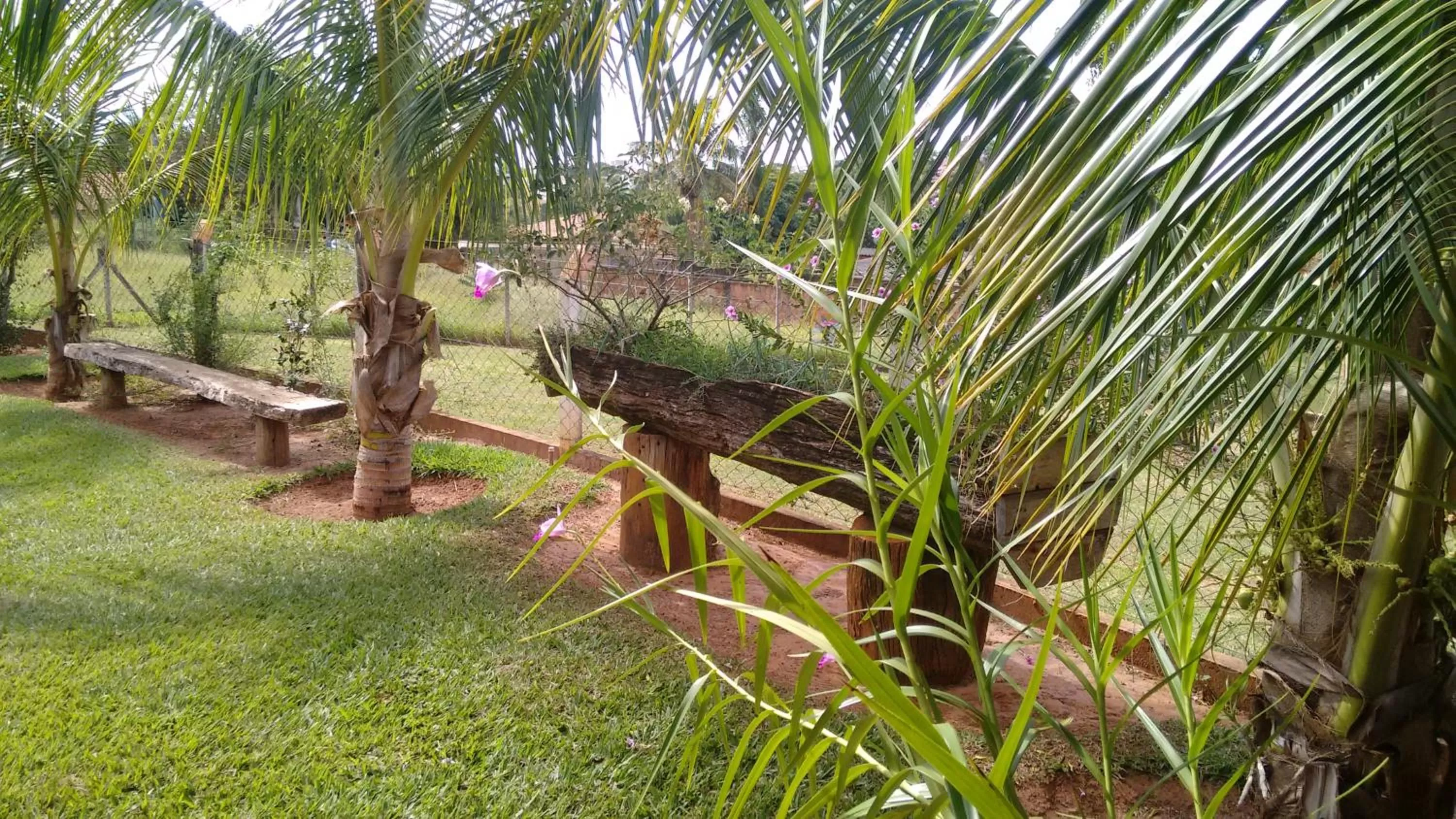 Other Animals in Pousada Sorocabana