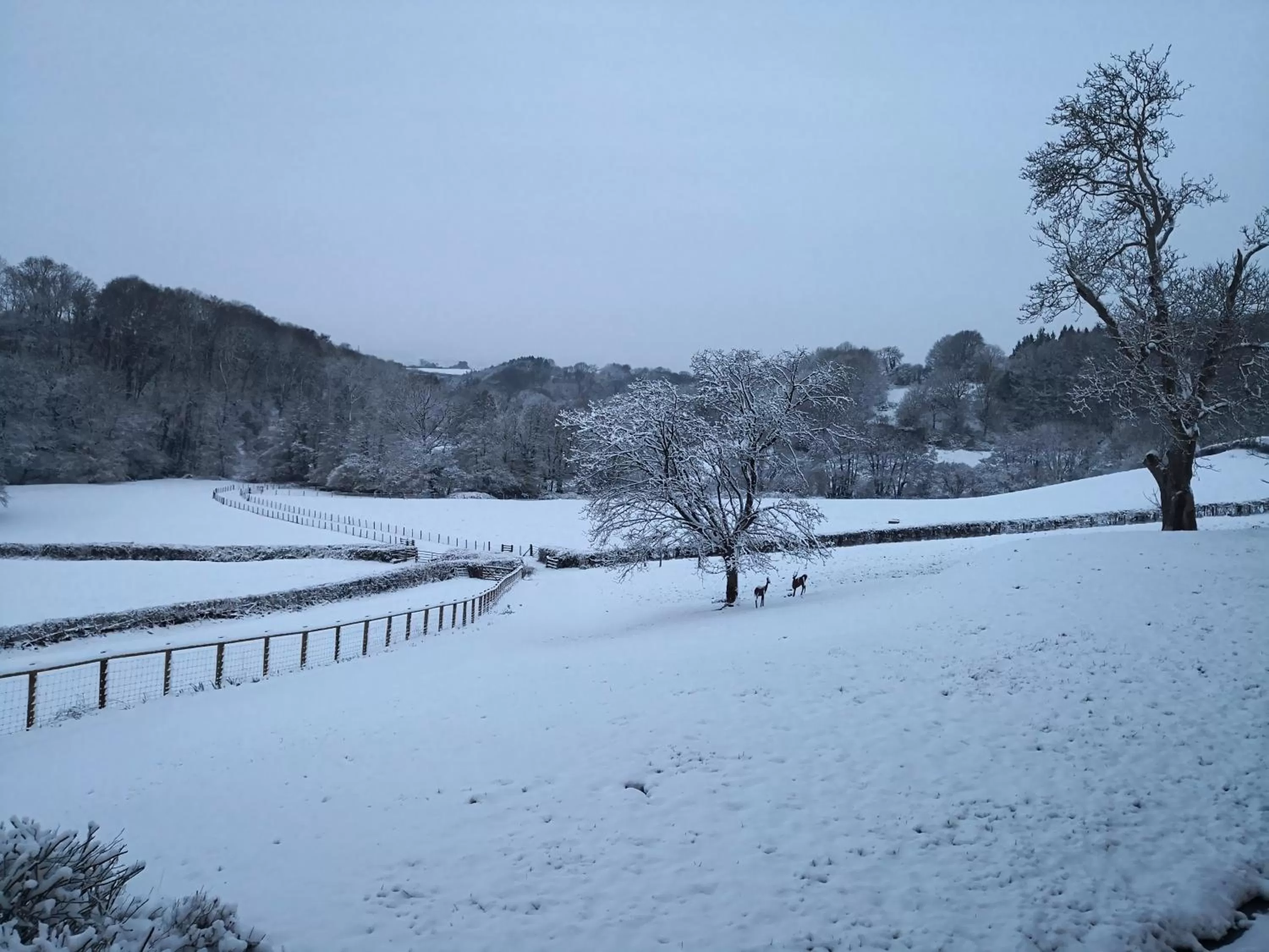 Winter in Walnut Tree Farm