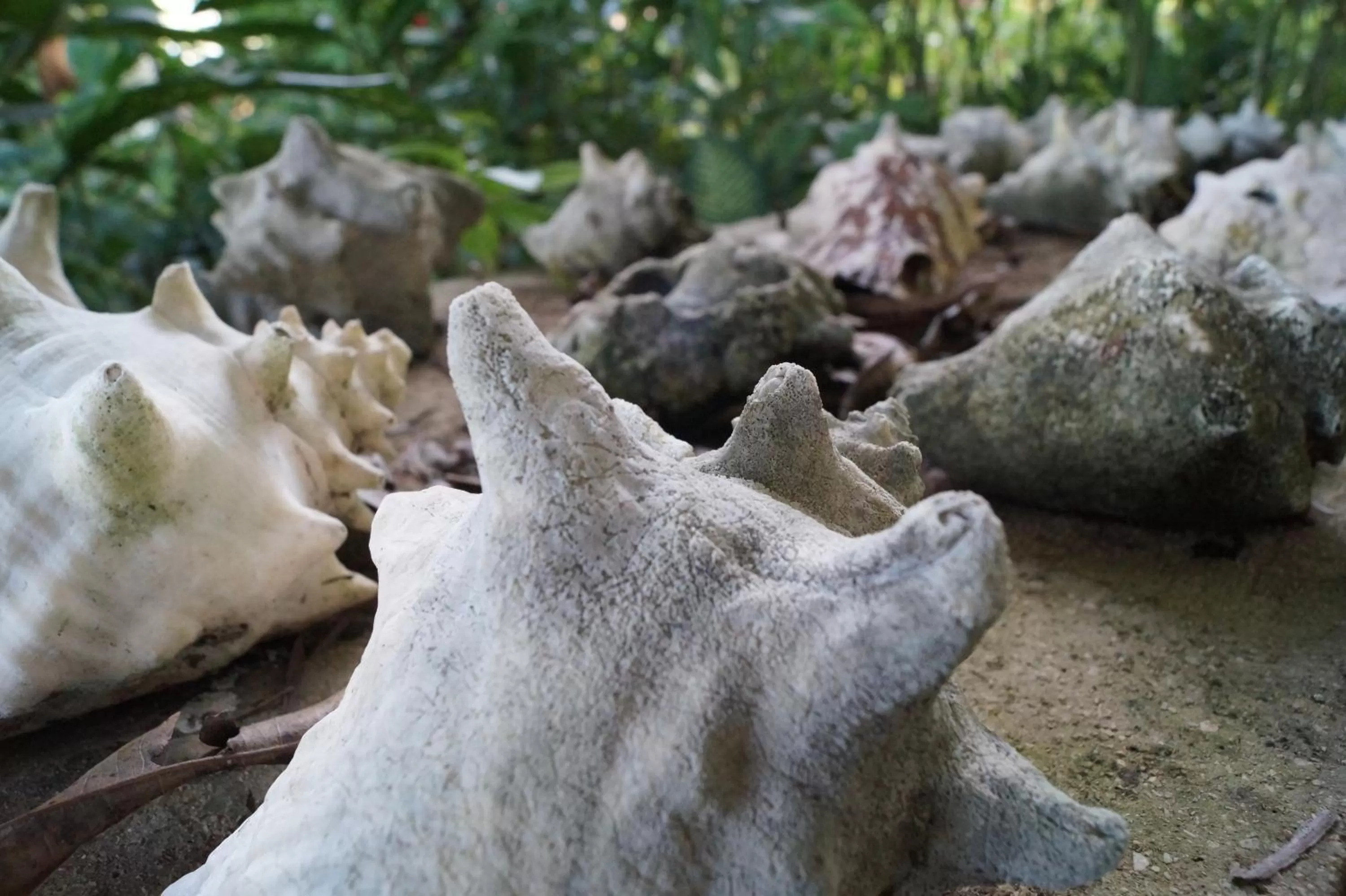 Natural landscape in Hotel La Aldea del Halach Huinic