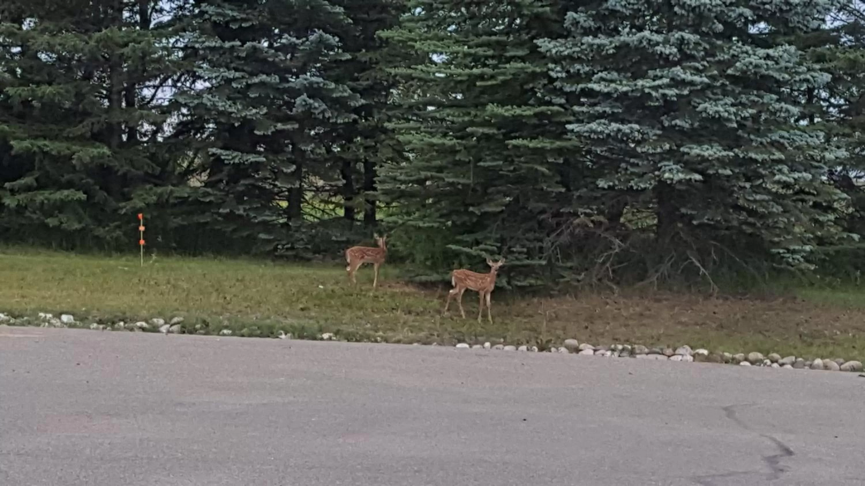 Garden in Midway Motel