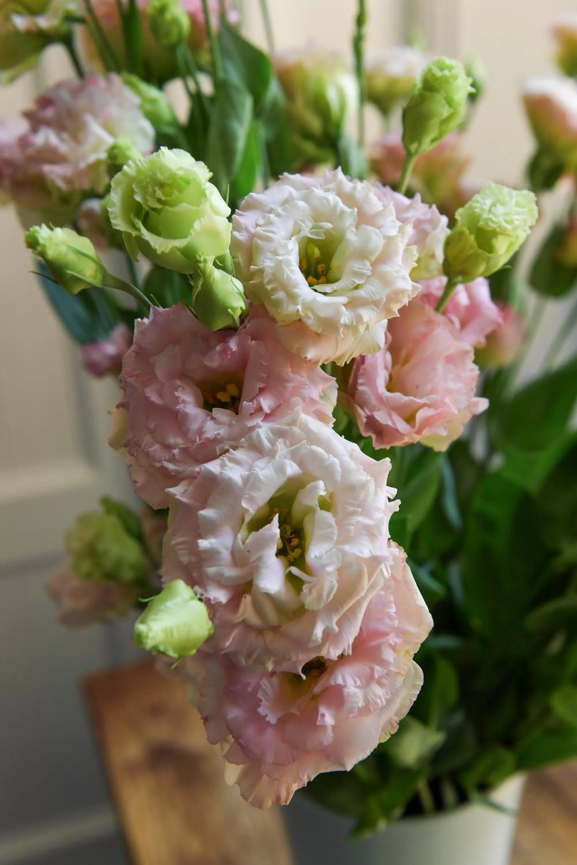 Suites Farnese Design